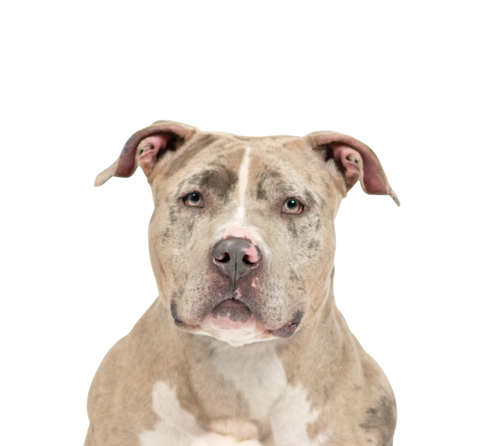 A close-up of a tan and white pit bull dog with a serious expression, looking directly at the camera.