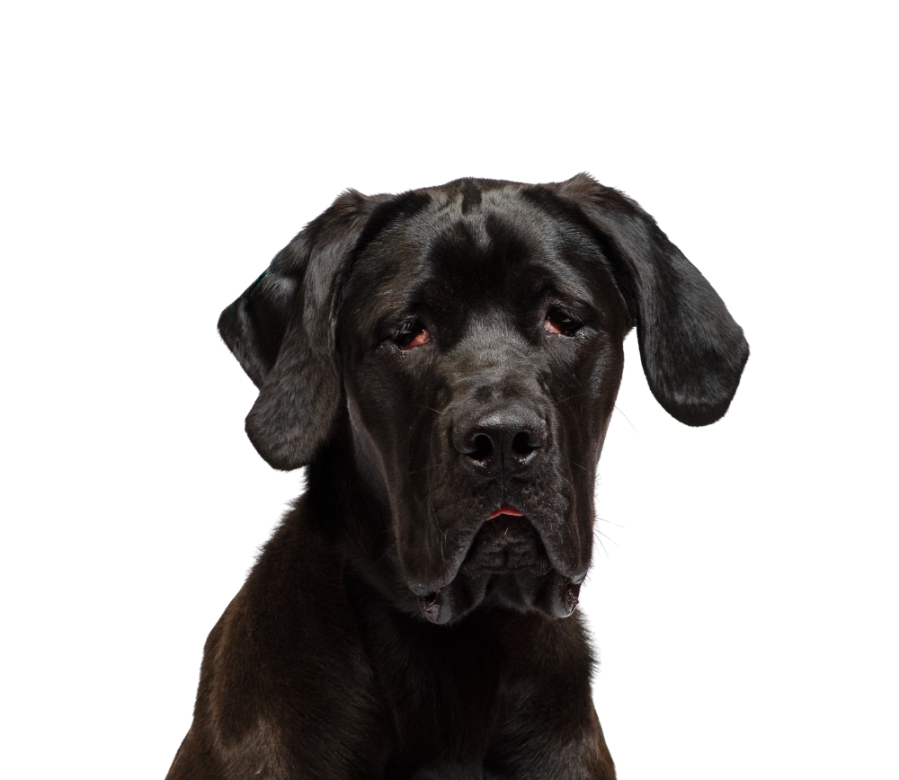 Close-up of a black Great Dane puppy with a serious expression, sitting against a black background.