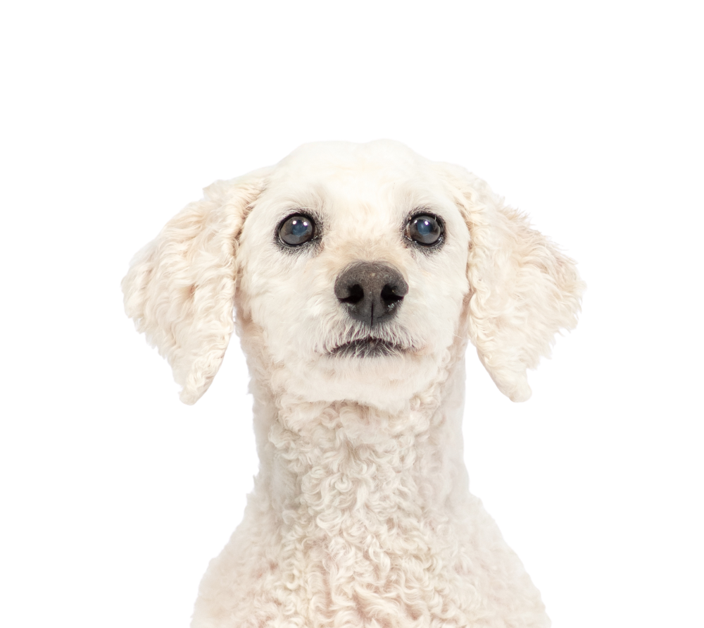 Close-up of a white poodle with curly fur and expressive eyes, facing the camera.