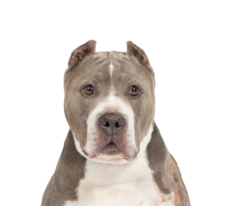 Close-up of gray and white pitbull dog with amber eyes against a plain background.
