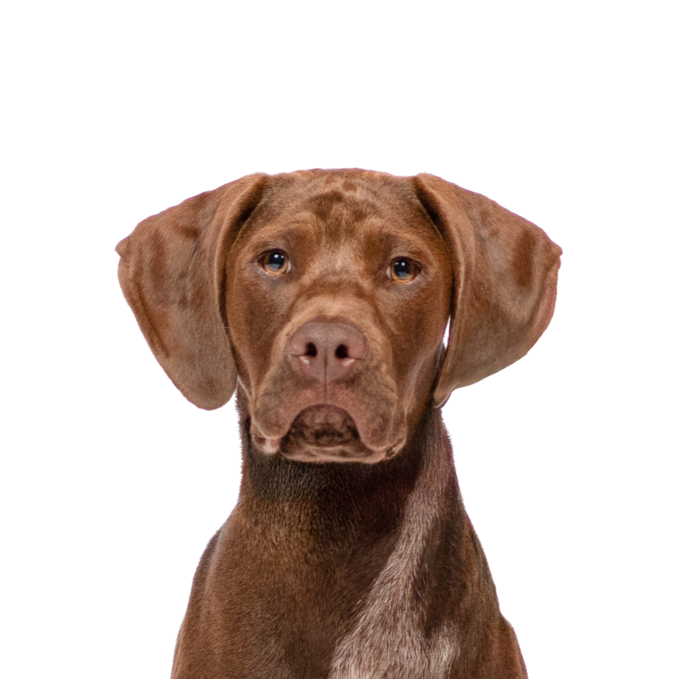 A brown Labrador Retriever dog with floppy ears looking directly at the camera.