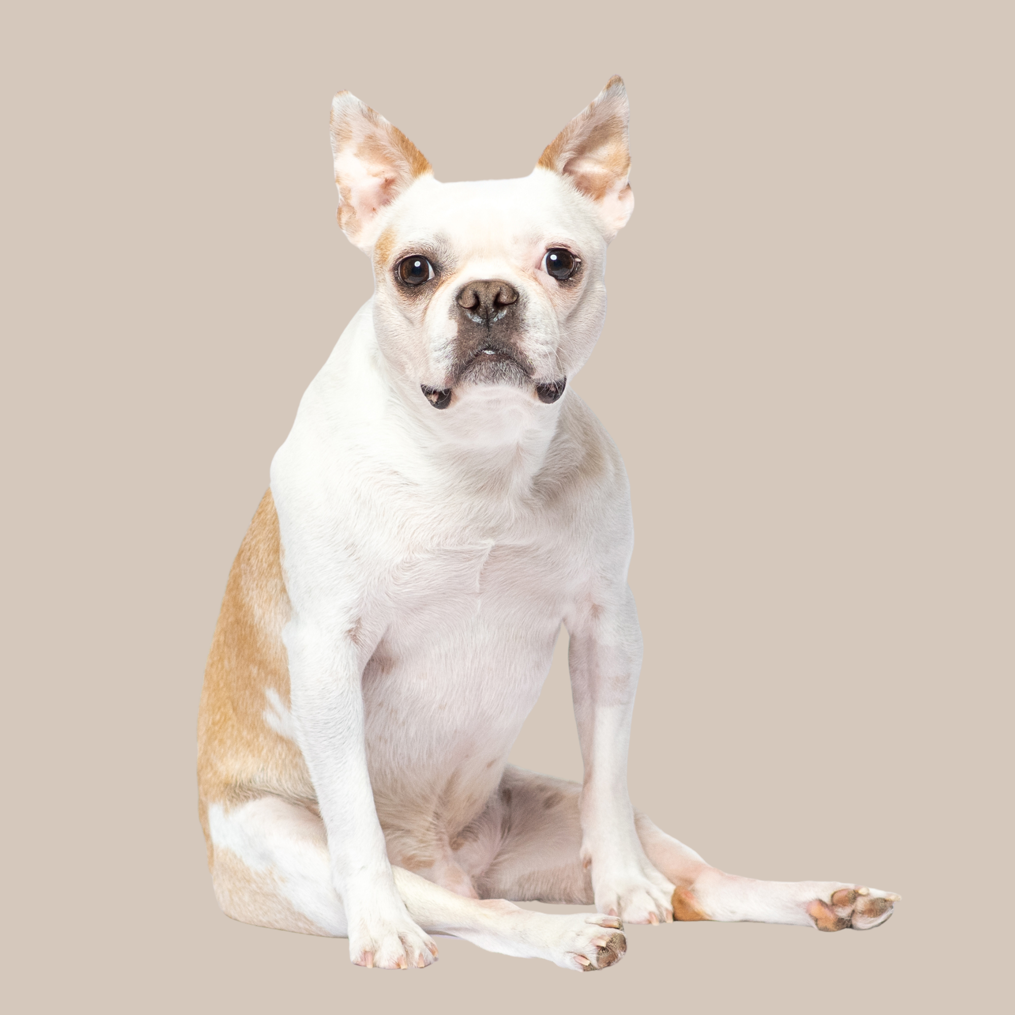 THE NEXT DOG NEEDS YOU, TOO (4).png
