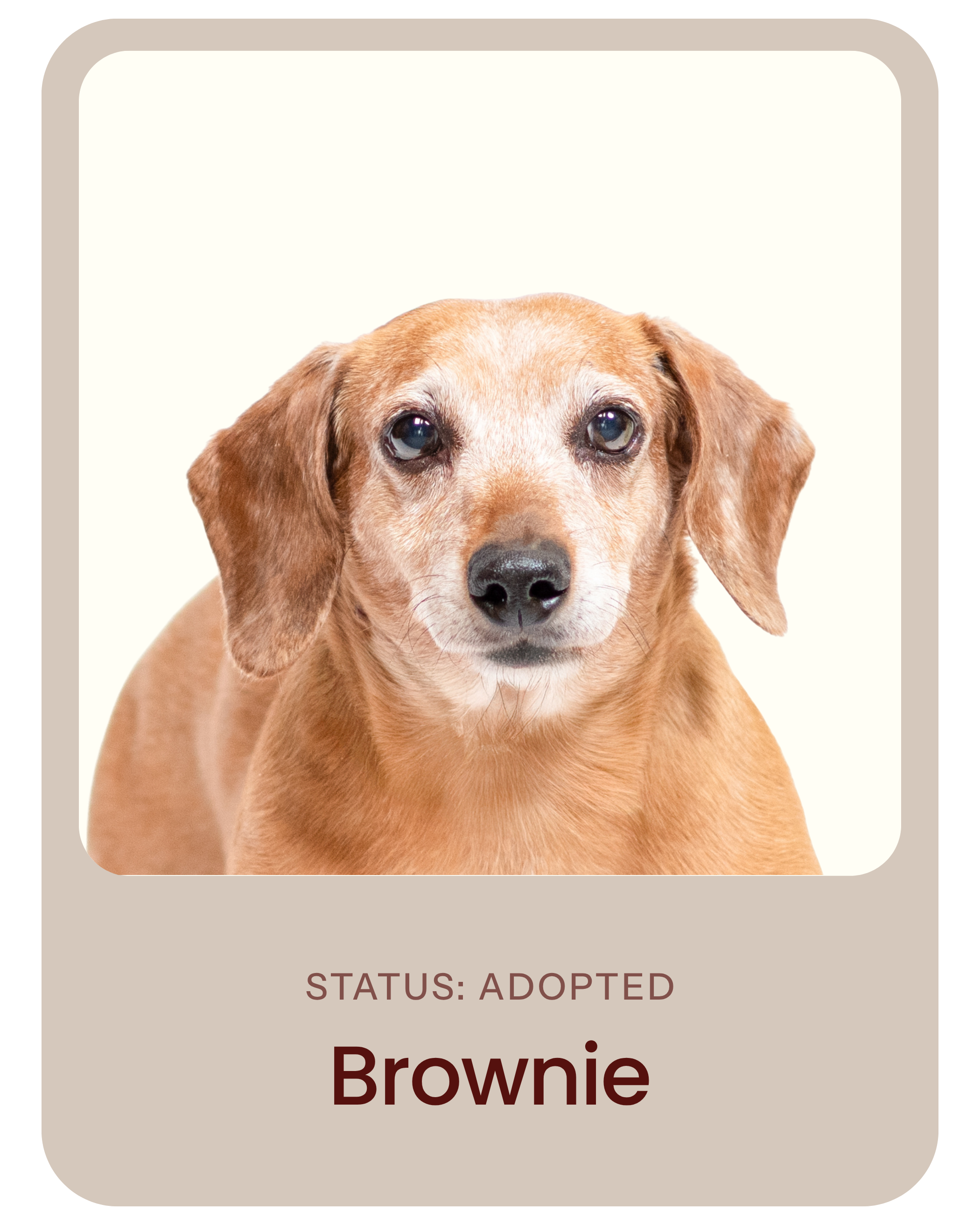 I've been adopted!
