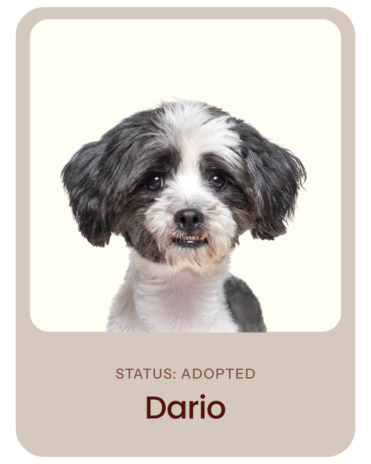 I've been adopted!