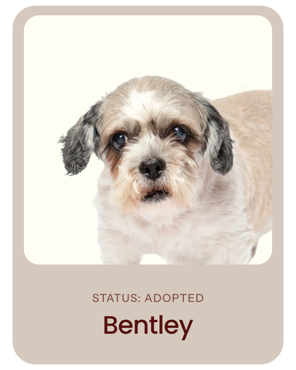 I've been adopted!