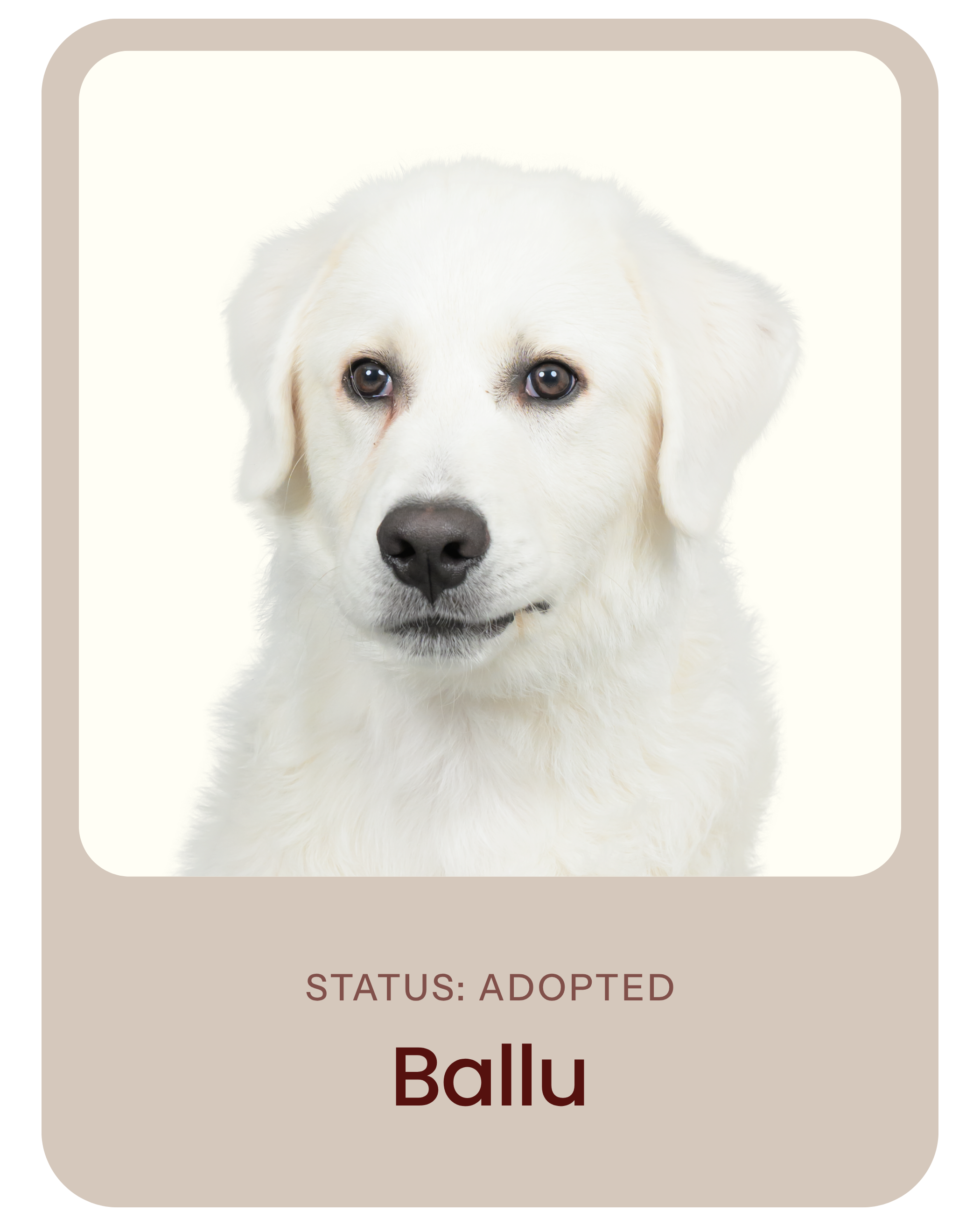 I've been adopted!