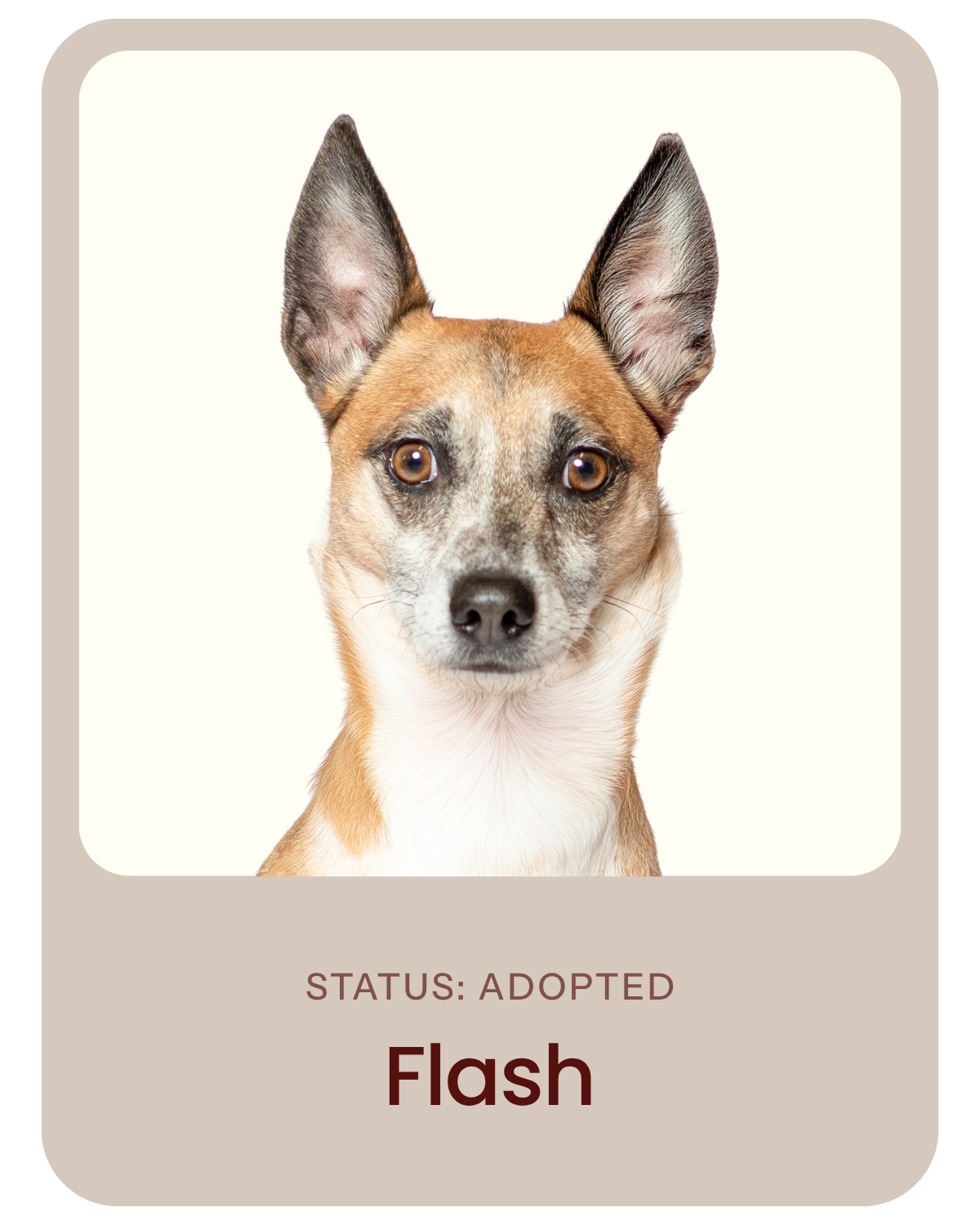 I've been adopted!