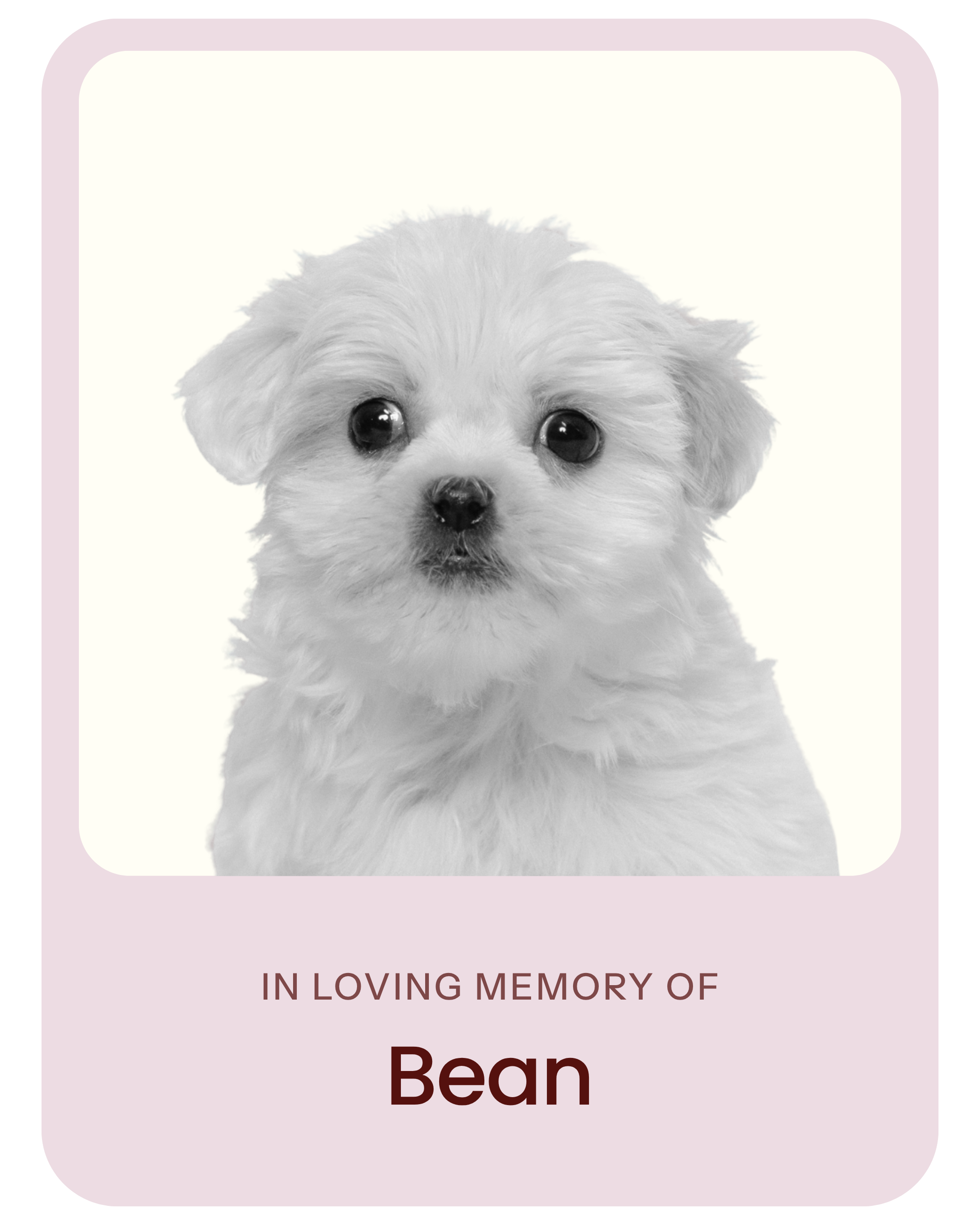 In loving memory
