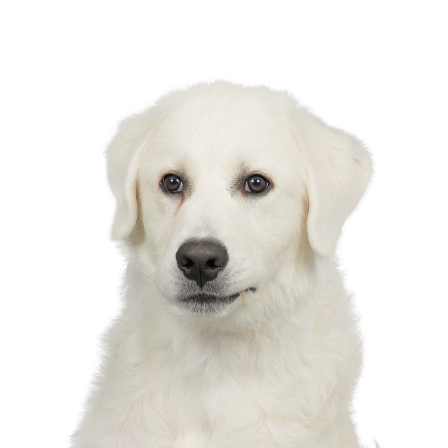 Close-up photo of a white retriever or similar breed dog with brown eyes and black nose, looking at the camera.
