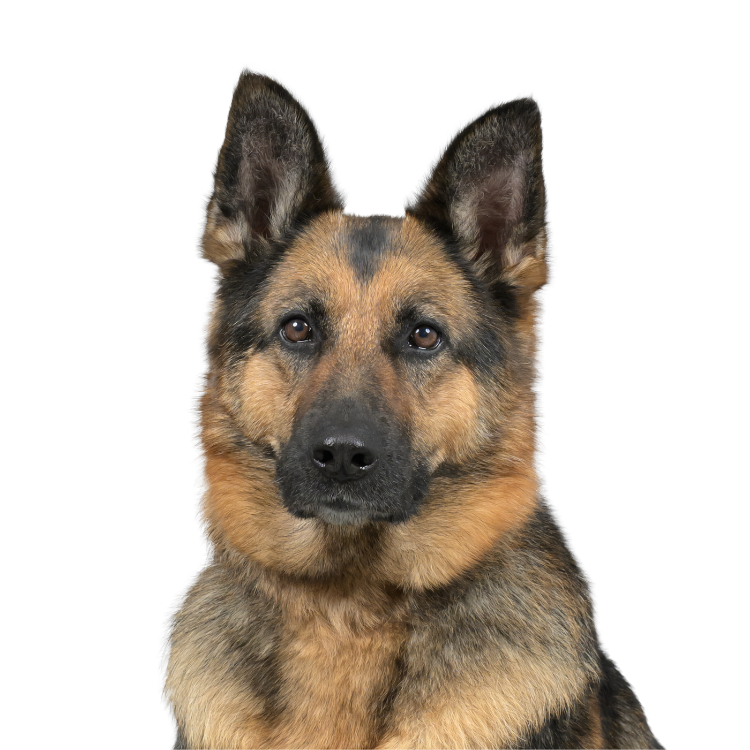 Close-up of a German Shepherd dog looking at the camera with a black background.
