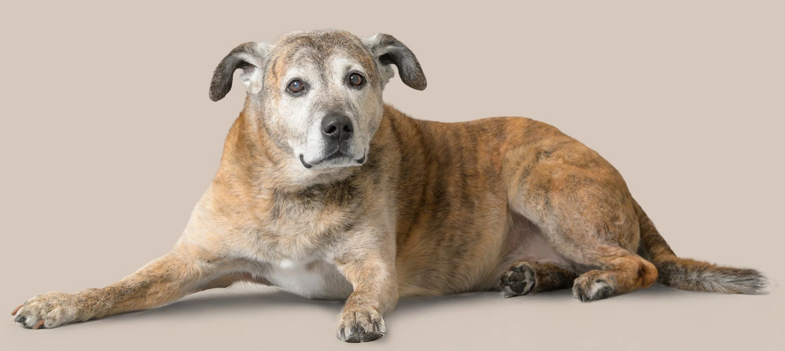 A mixed-breed dog with a brindle and gray coat lying down against a light beige background, looking at the camera.