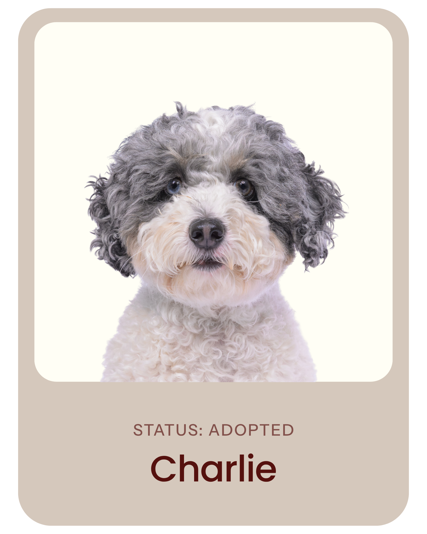 I've been adopted!