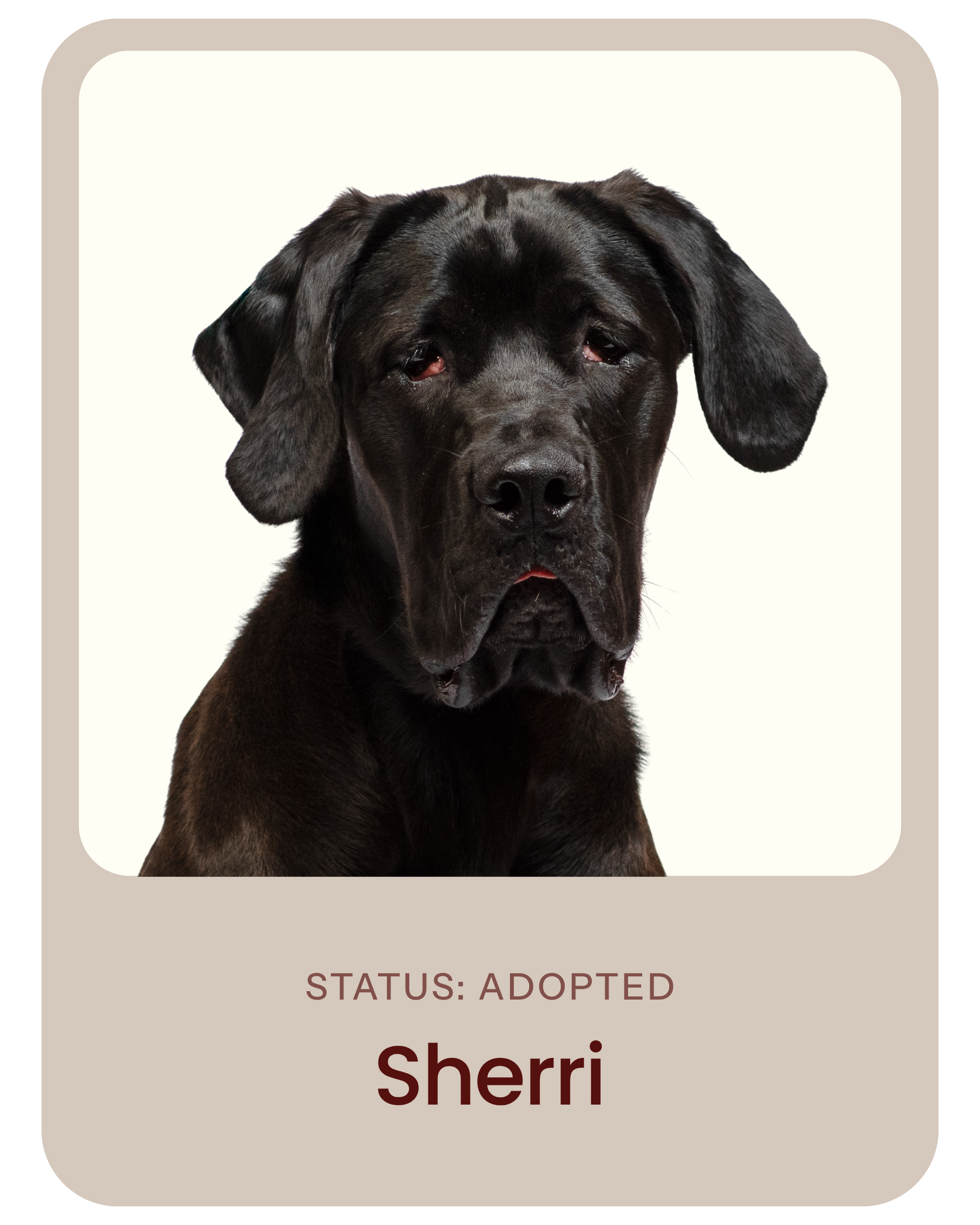 I've been adopted!
