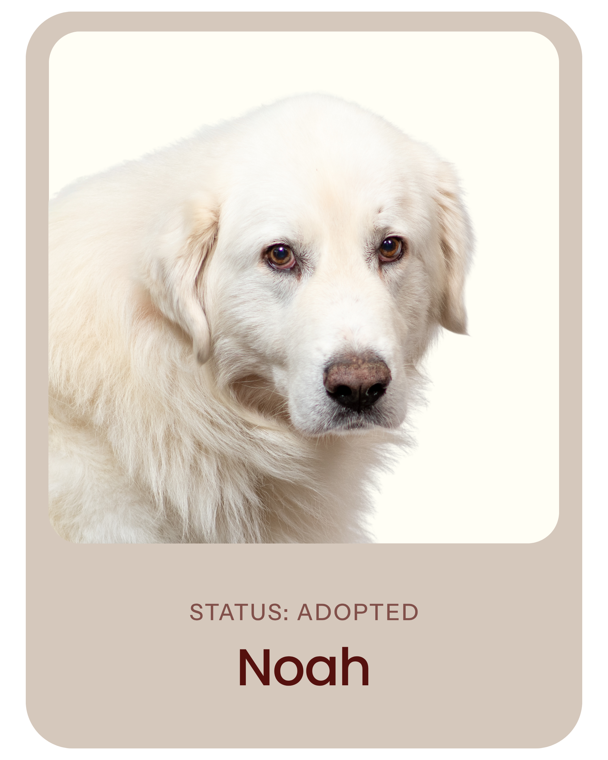 I've been adopted!