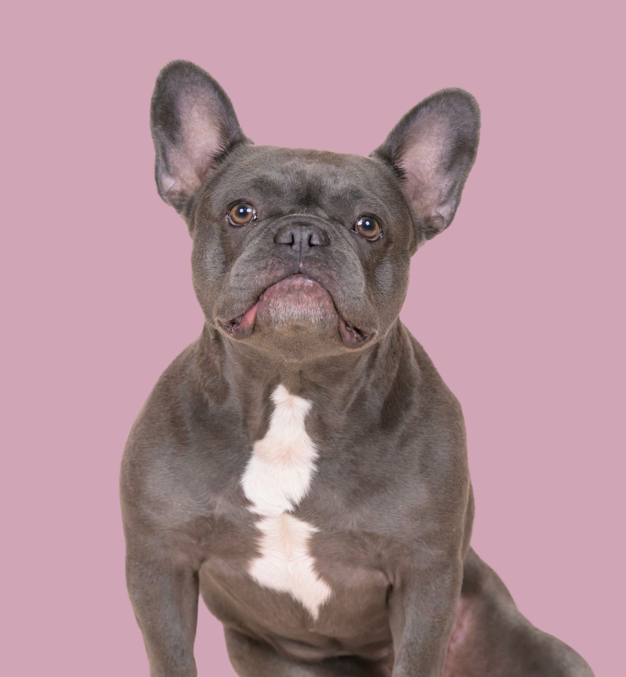 Olive1 (1).png