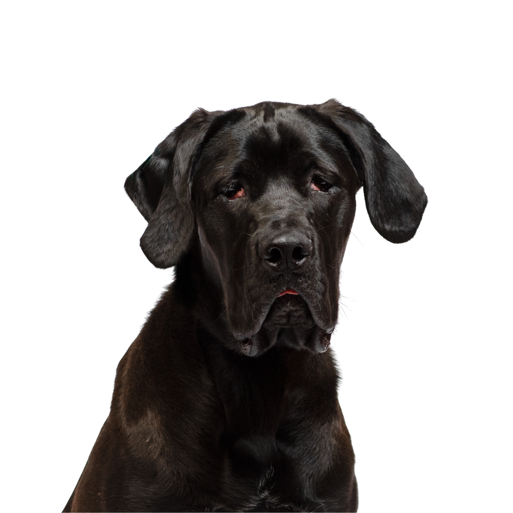 Close-up of a black Great Dane puppy with a serious expression, sitting against a black background.