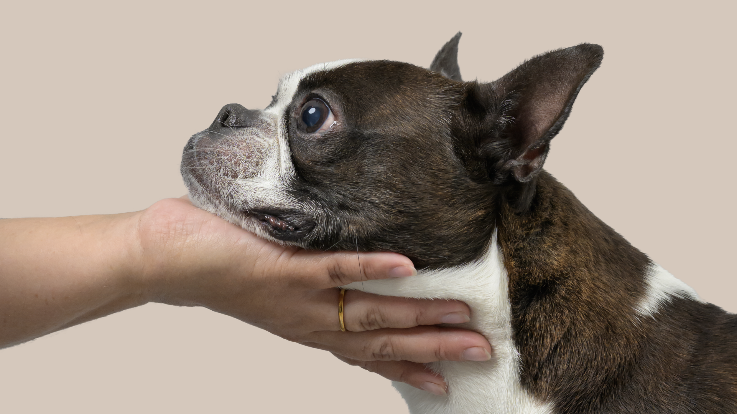A person gently holding a Boston Terrier's head with one hand under the chin and the other supporting the neck, the dog looking upward.