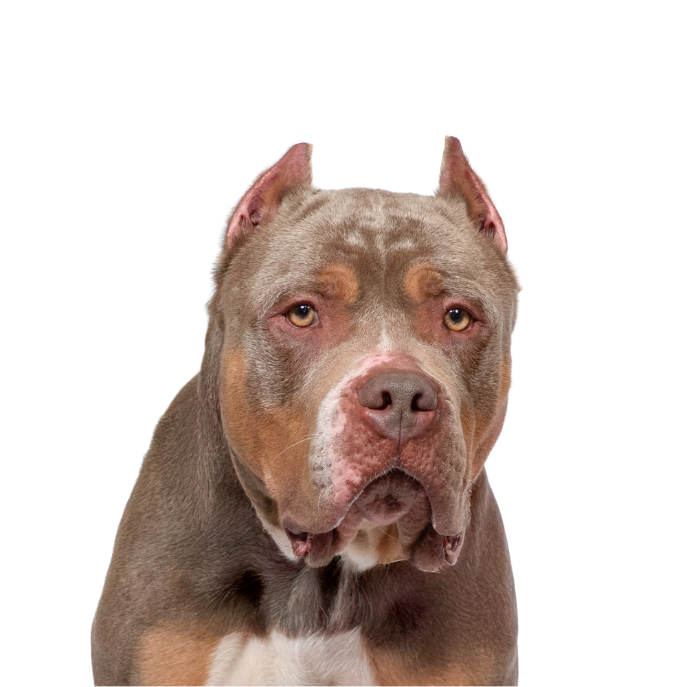 A close-up of a large brown and tan dog, likely a pitbull, with a muscular build and a serious expression against a black and purple background.