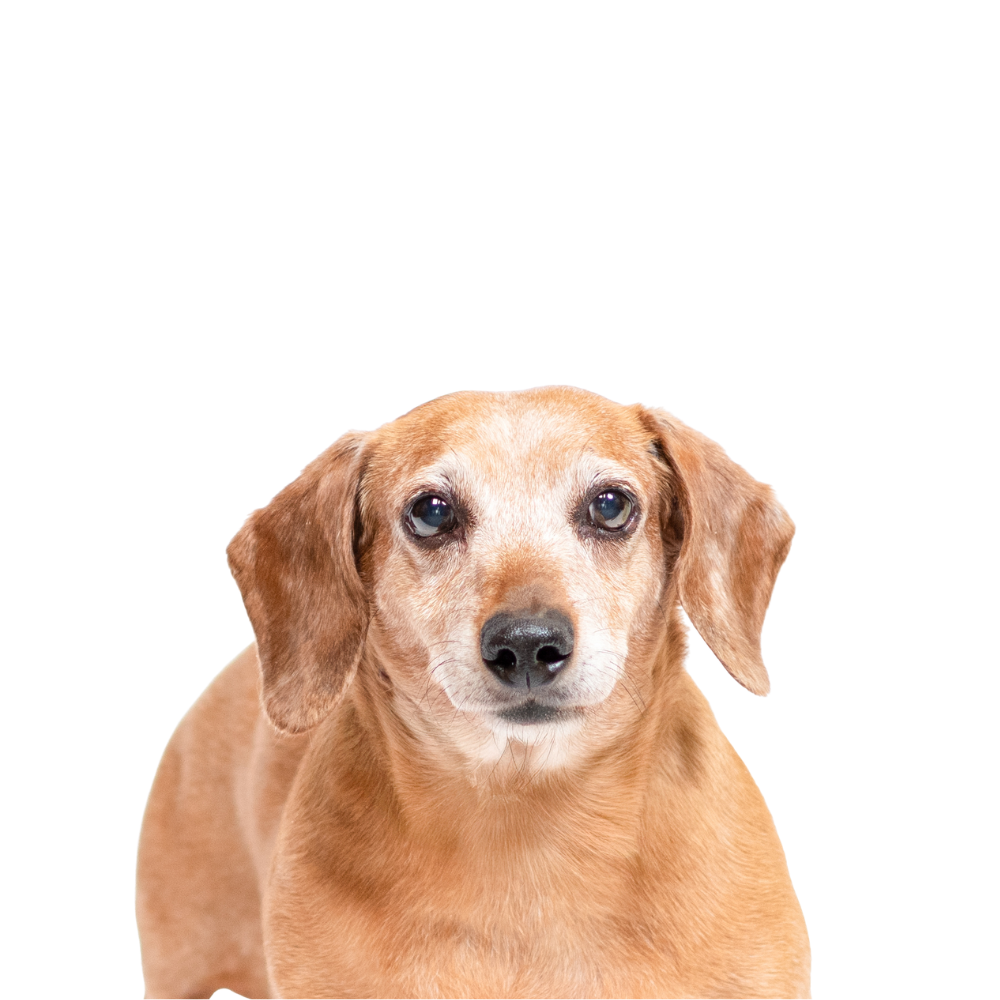 Close-up of a brown dachshund dog with brown eyes and floppy ears, looking directly at the camera.