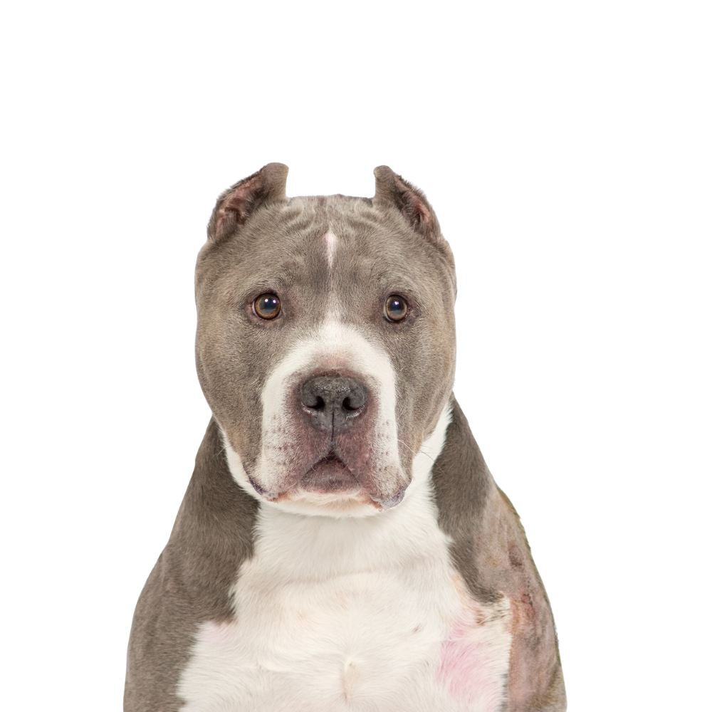 Close-up of gray and white pitbull dog with amber eyes against a plain background.