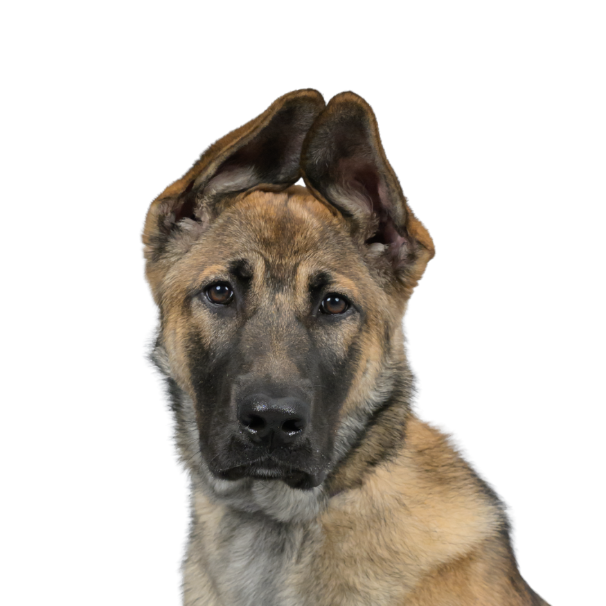 A young mixed breed dog with tan and black fur, one floppy ear, and brown eyes.