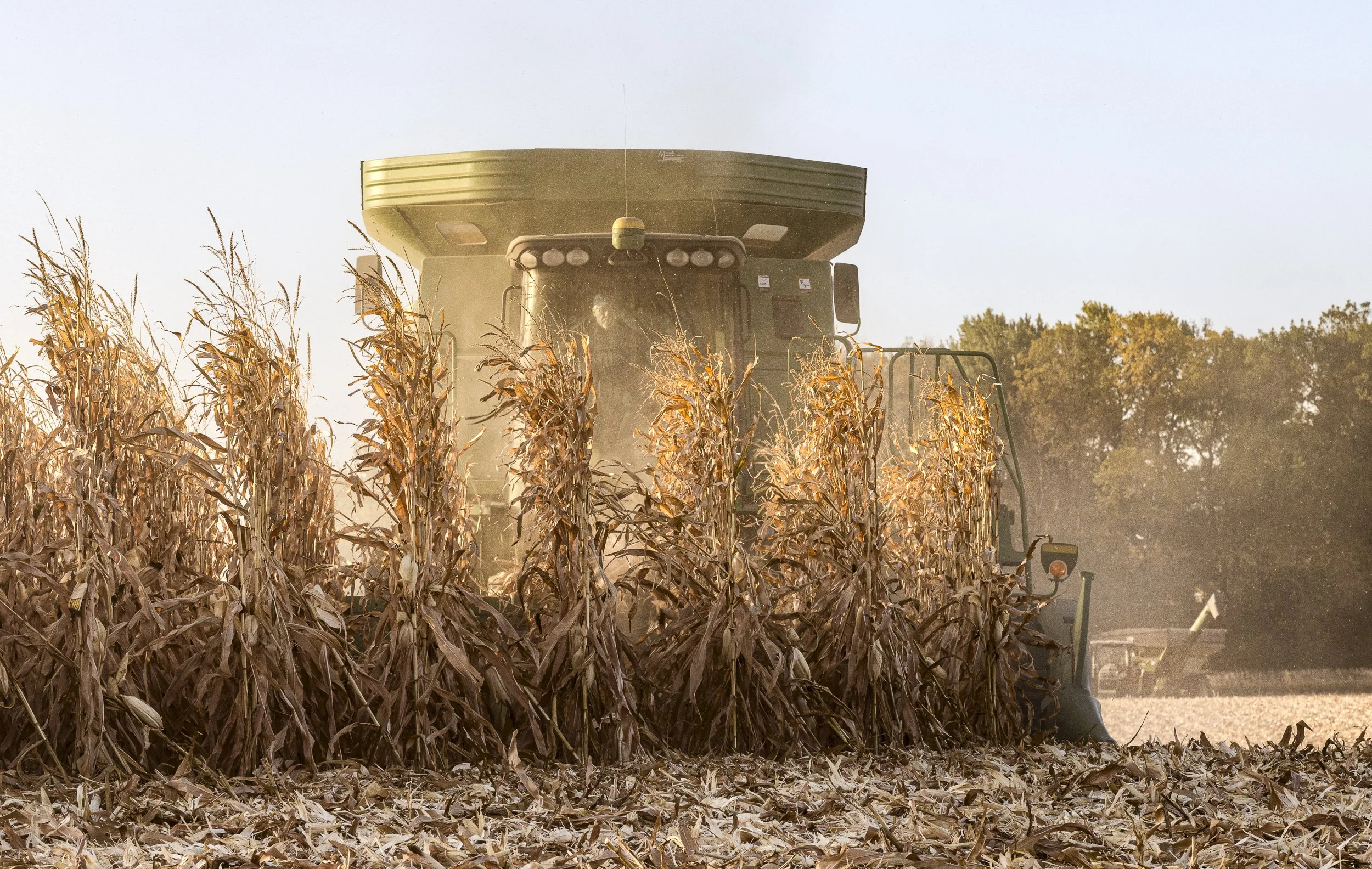 A combine harvester operating in a field of dried corn stalks during daytime with trees in the background.