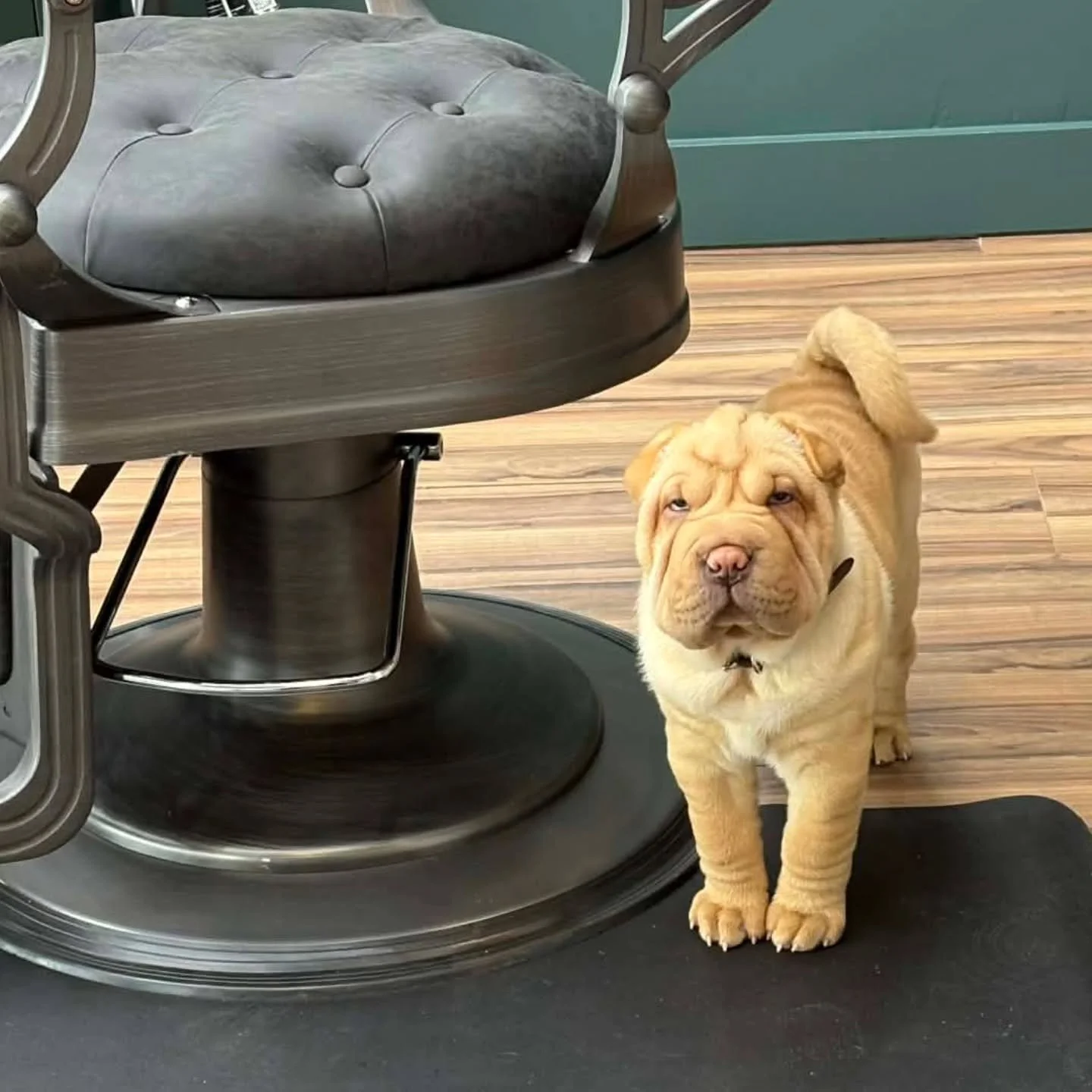 Had the SWEETEST baby come check out the shop today! #heavythedog #sharpei #forgebarberspei