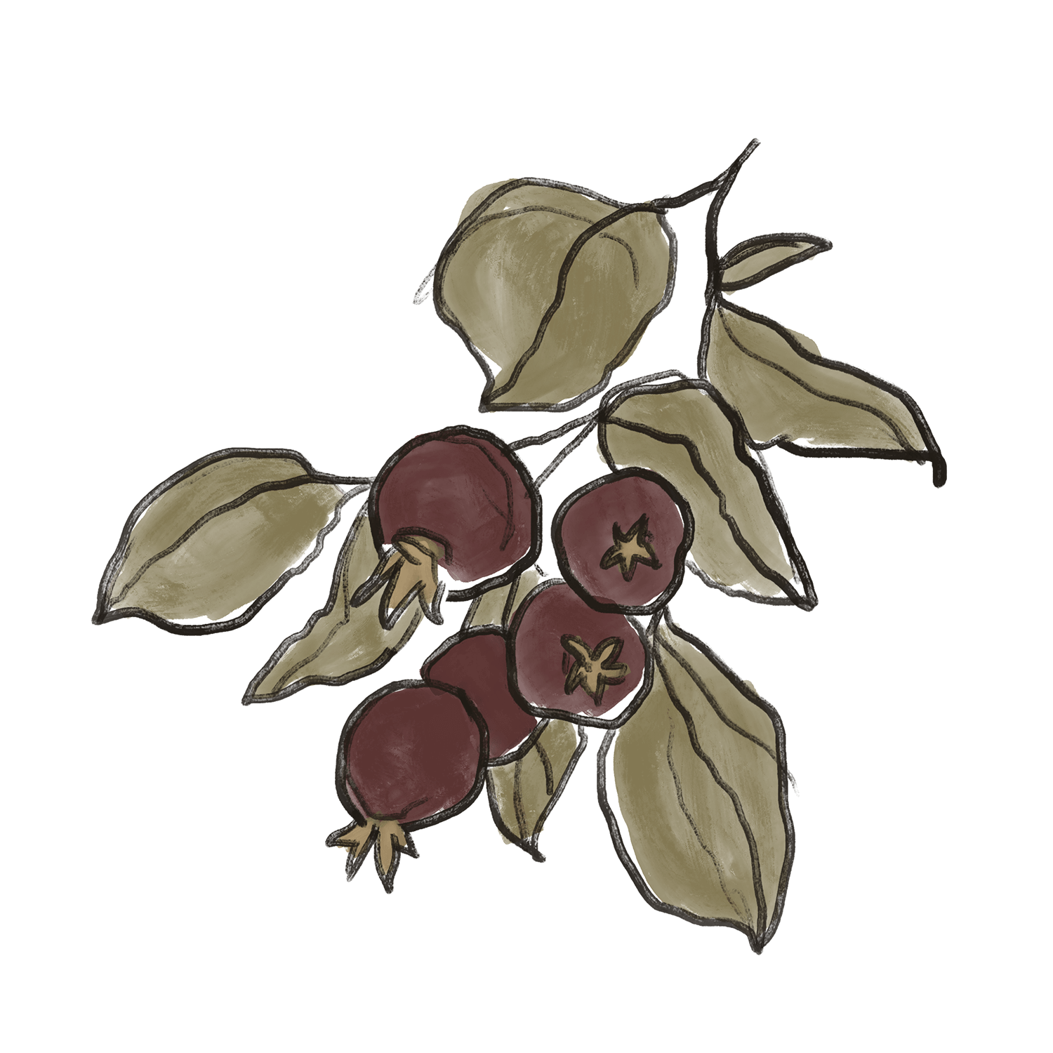 Käsinmaalattu, luonnosmaisen rento kuvitus, jossa on punaisia marjoja ja vihreitä lehtiä.