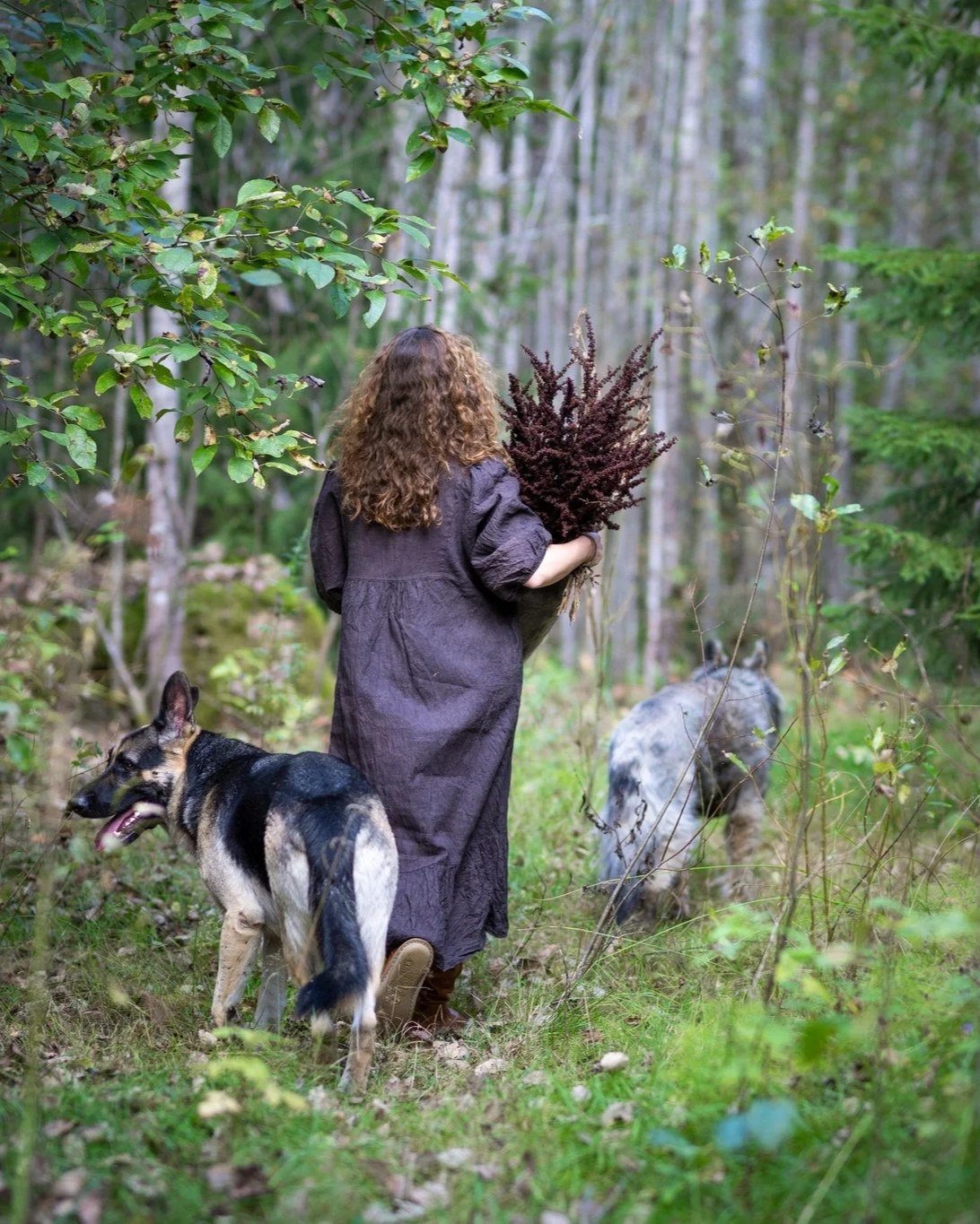 Nainen kävelee metsässä kantaen nippua kuivattuja kasveja, kaksi koiraa mukanaan.