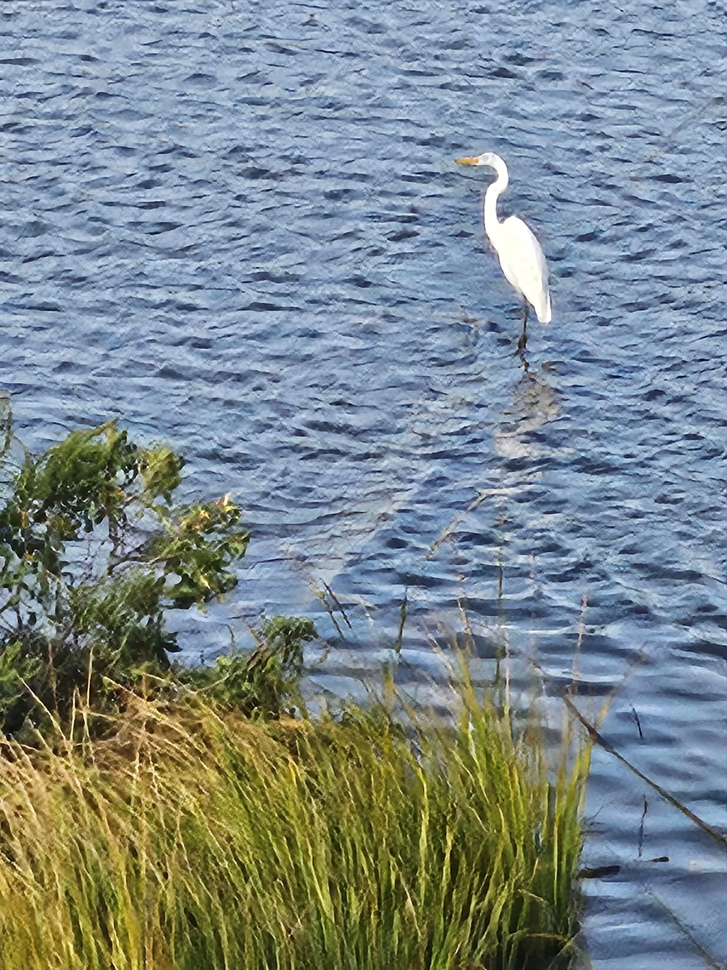 A white heron standing in a body of water near some green grass and bushes.