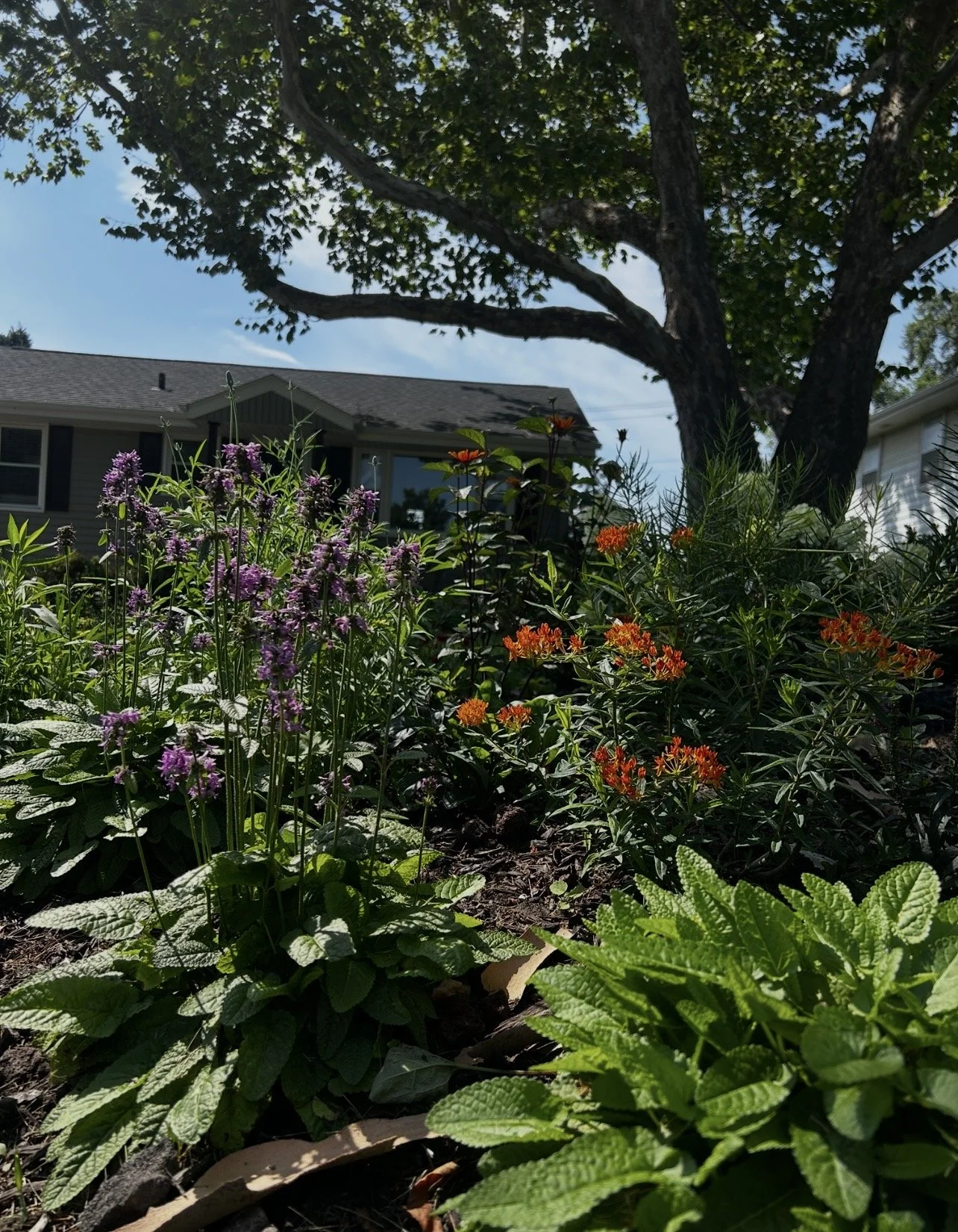 IMG_0529.jpeg