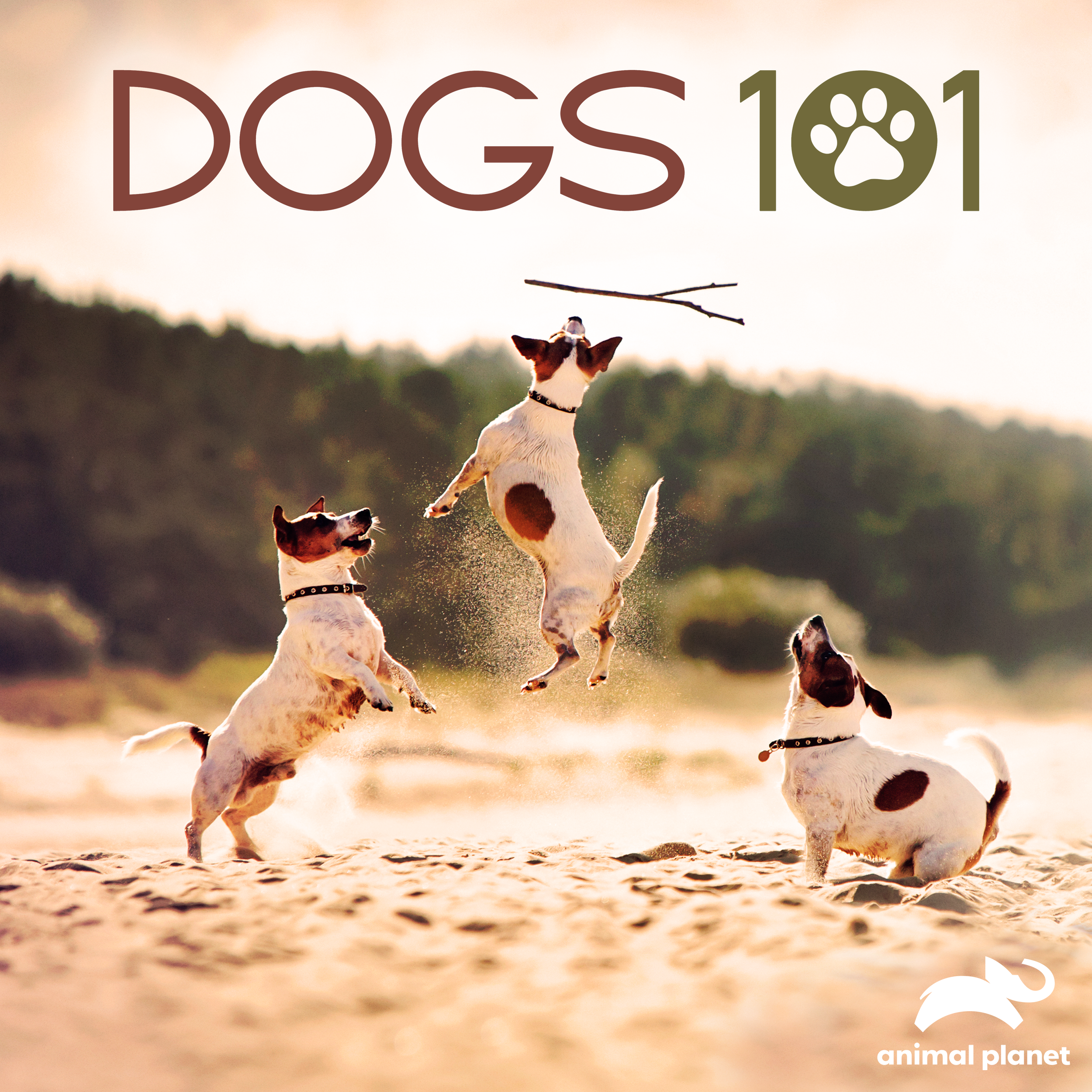 WBD_APLT - Dogs101_Tile_3000x3000.png