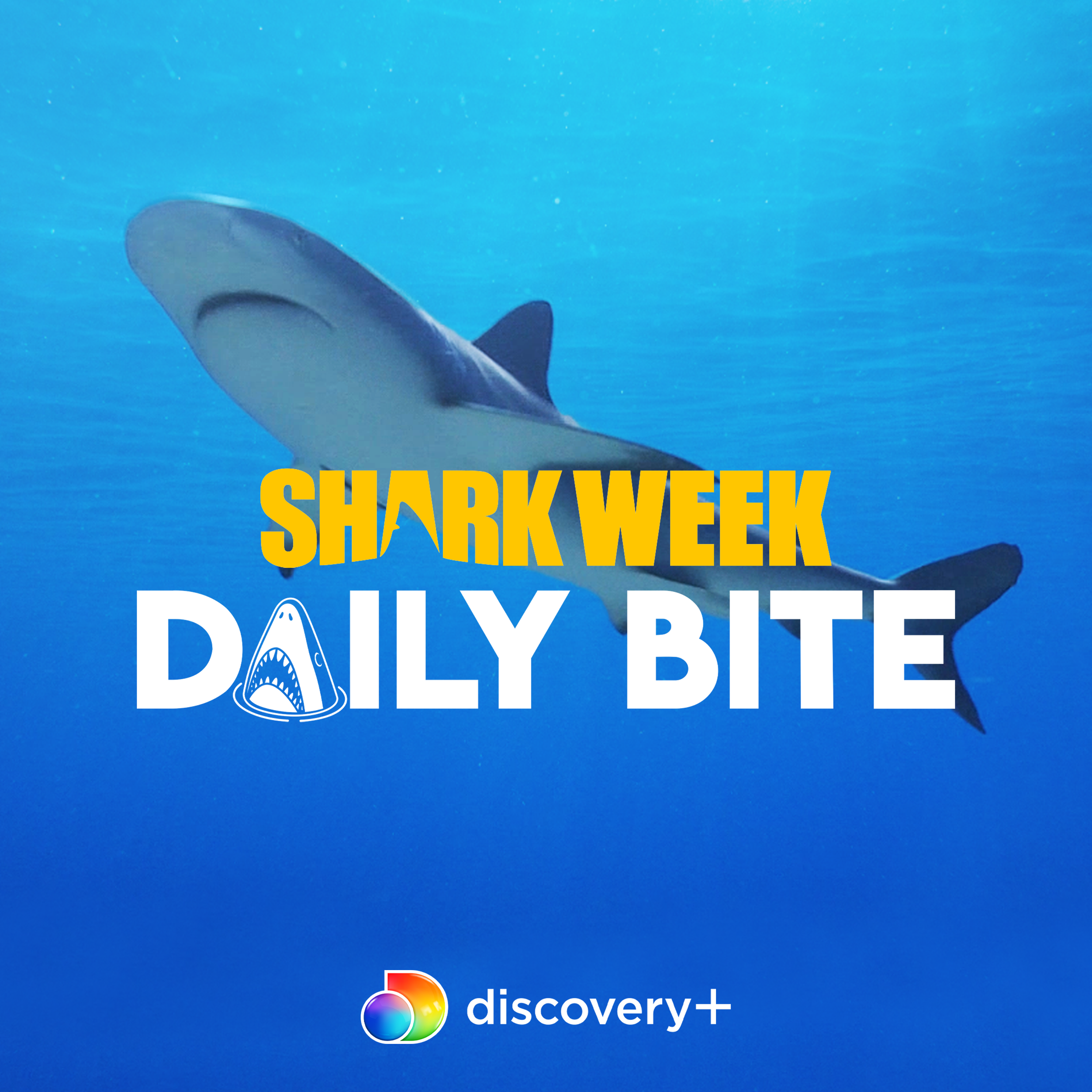 WBD_DISC - Daily Bite 2021_Tile_3000x3000.png