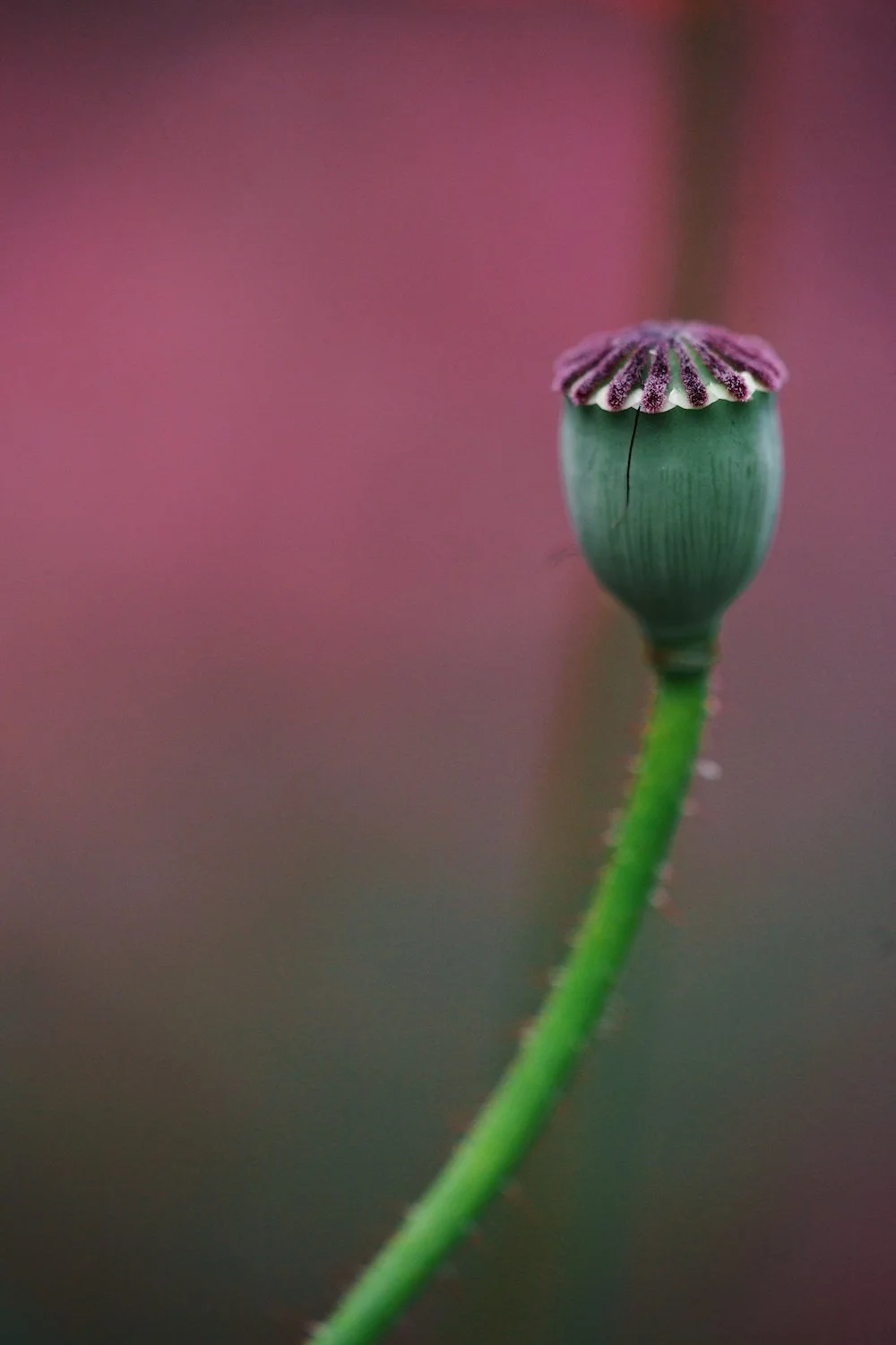 Botanic Art6033.jpg
