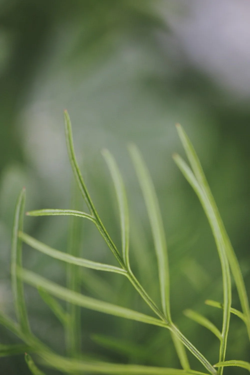 Botanic Art4669.jpg
