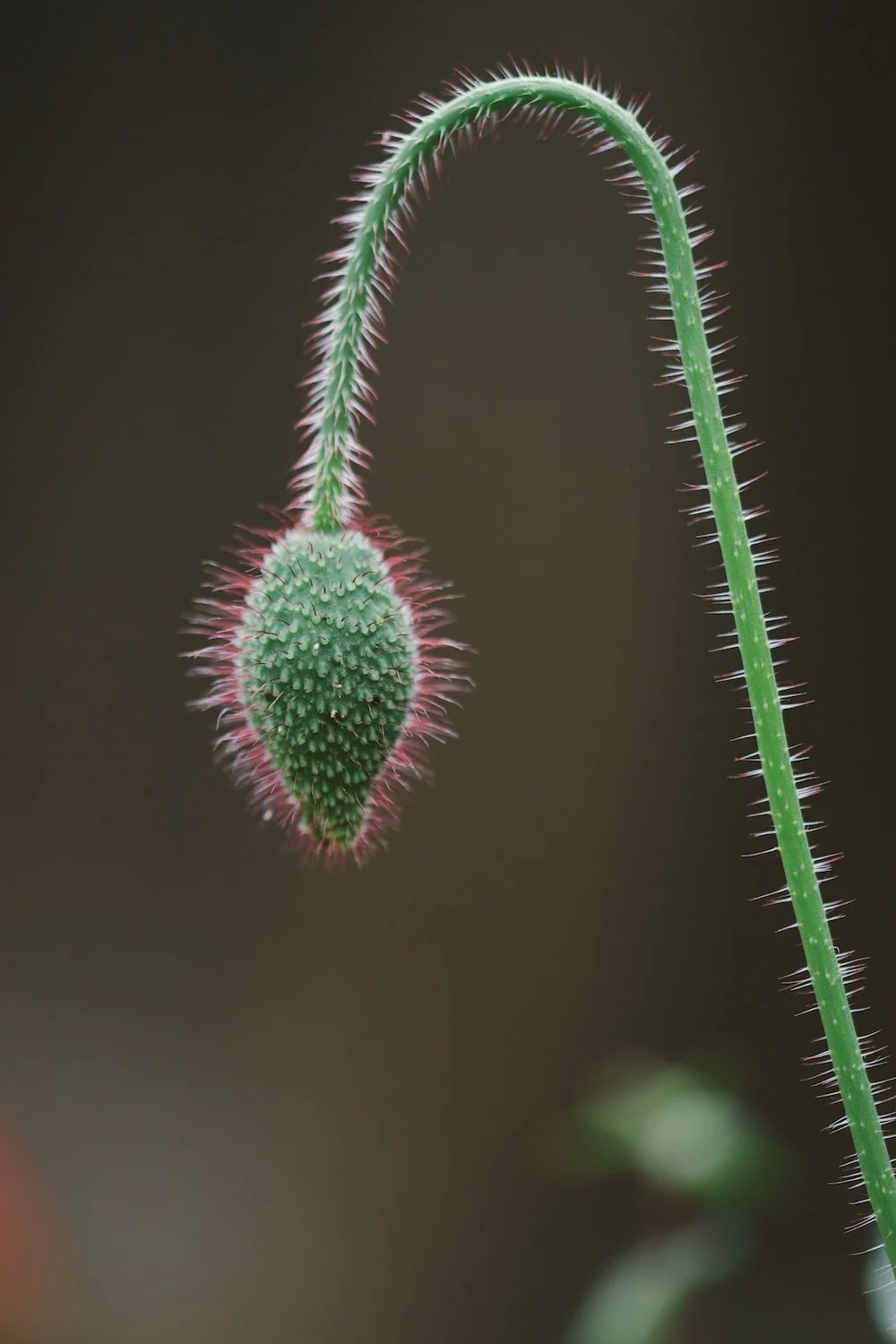 Botanic Art6078.jpg