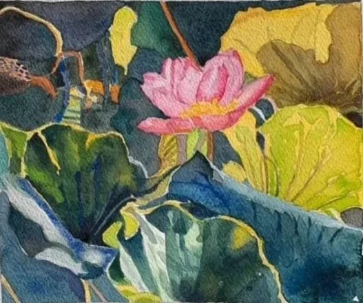 Sekyo's Lily Pad