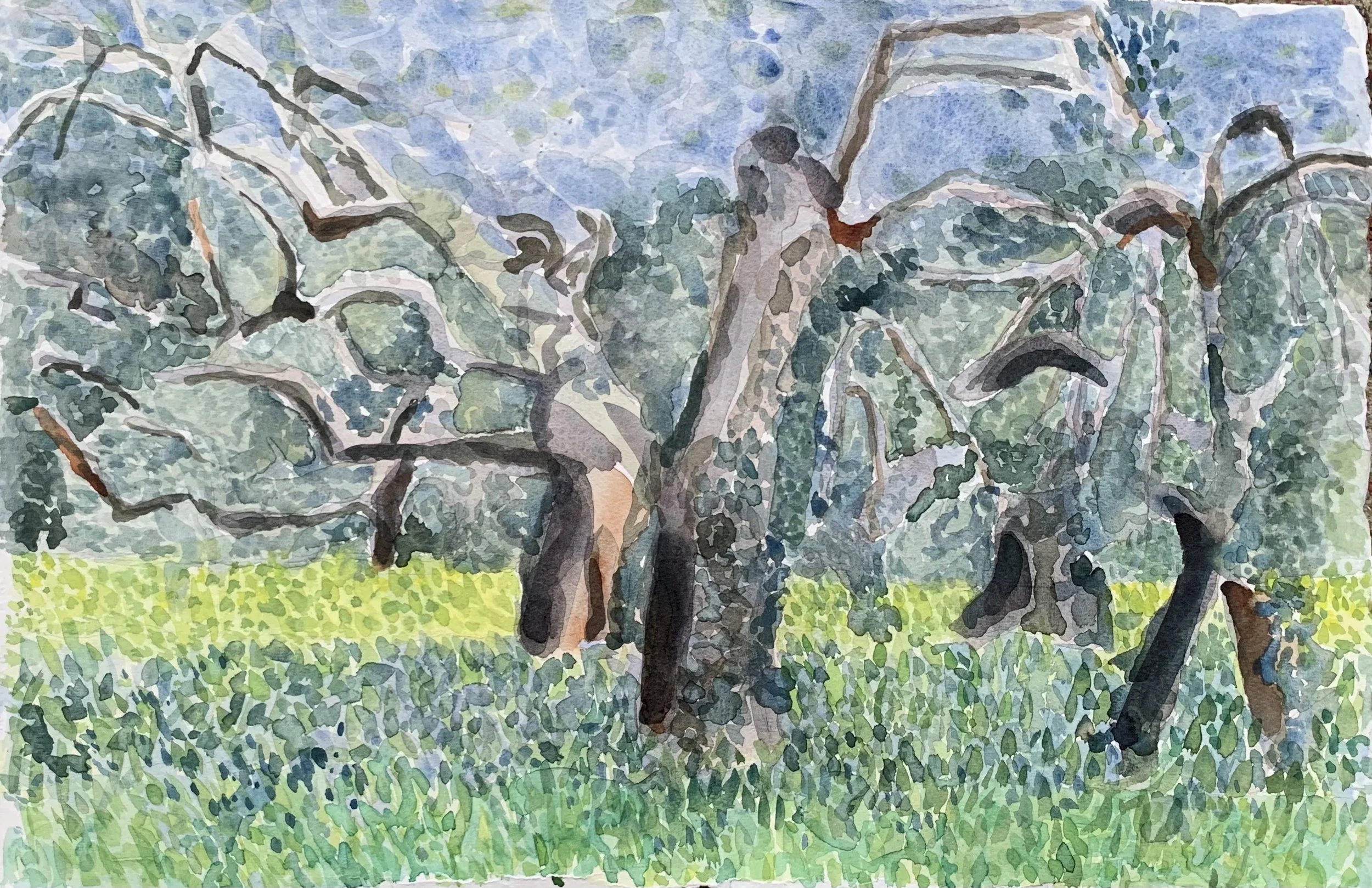 Olive Grove