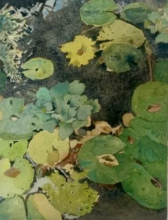 Green Lilly Pad Study