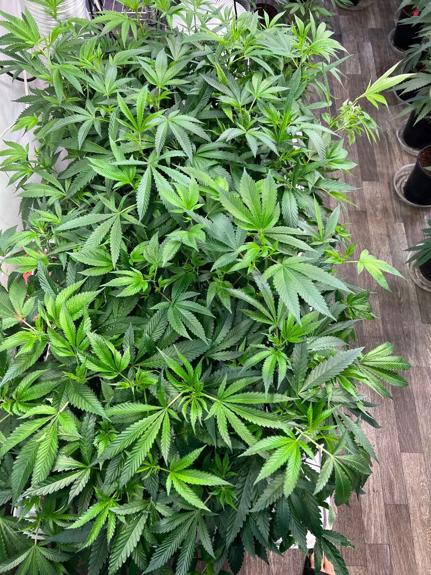 Lemon Cherry Gelato,  SOAP, Durban Poison,  Trop Cherry     COMING SOON!!!!!!