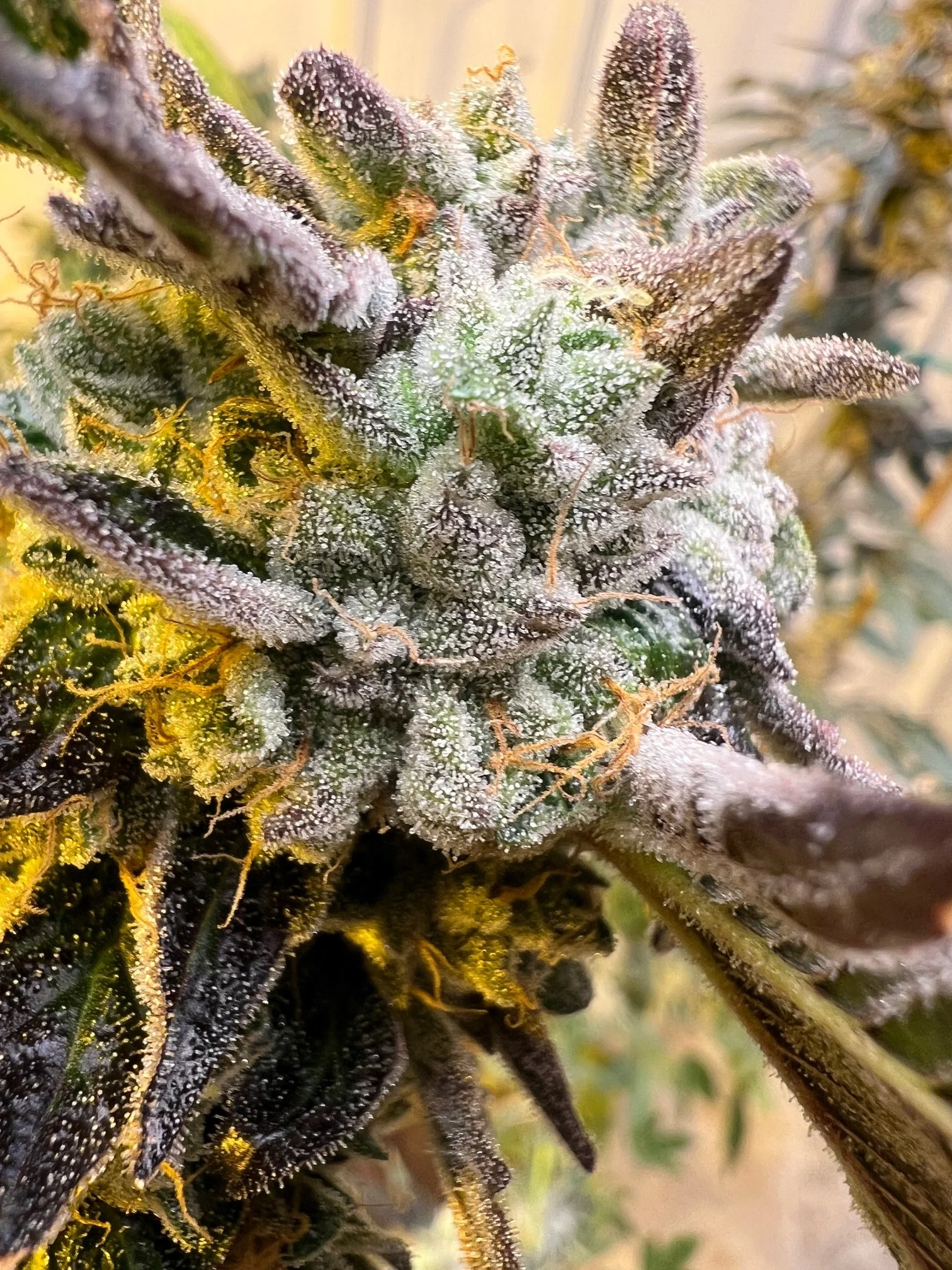 Stardawg (corey haim)