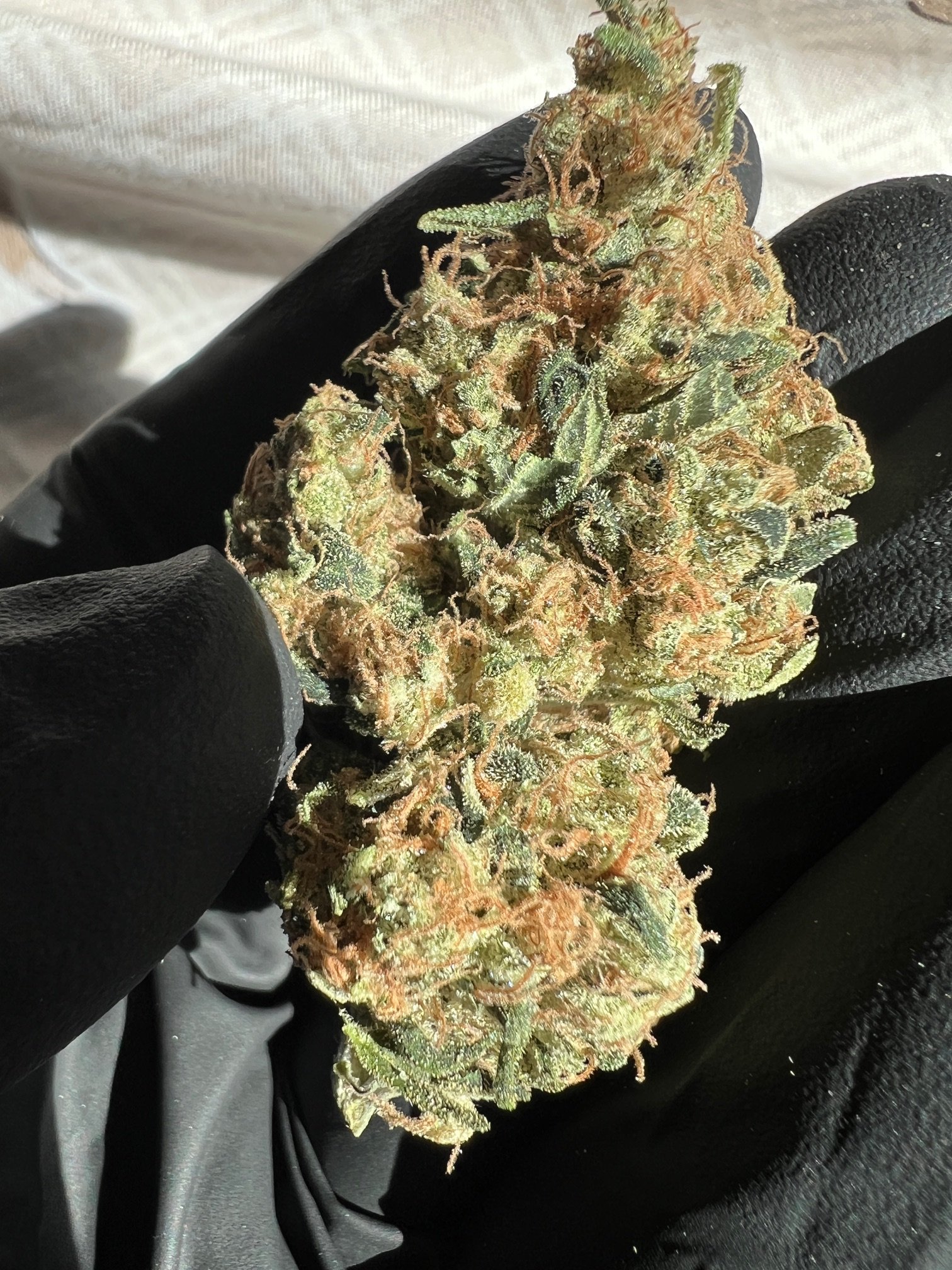 "Notso"  Sour Diesel