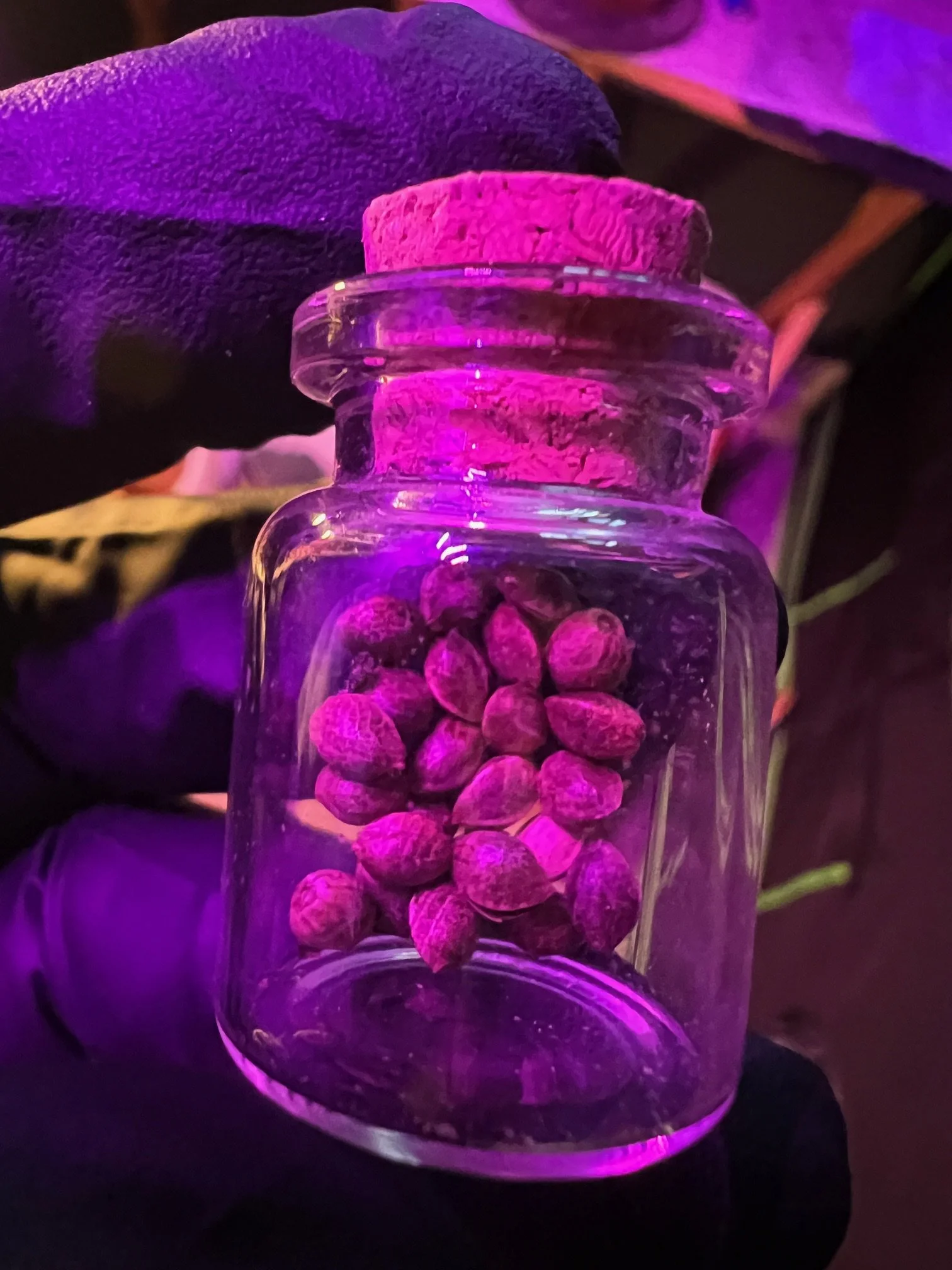 SEEDS  (NYC FLO x Josh D OG)