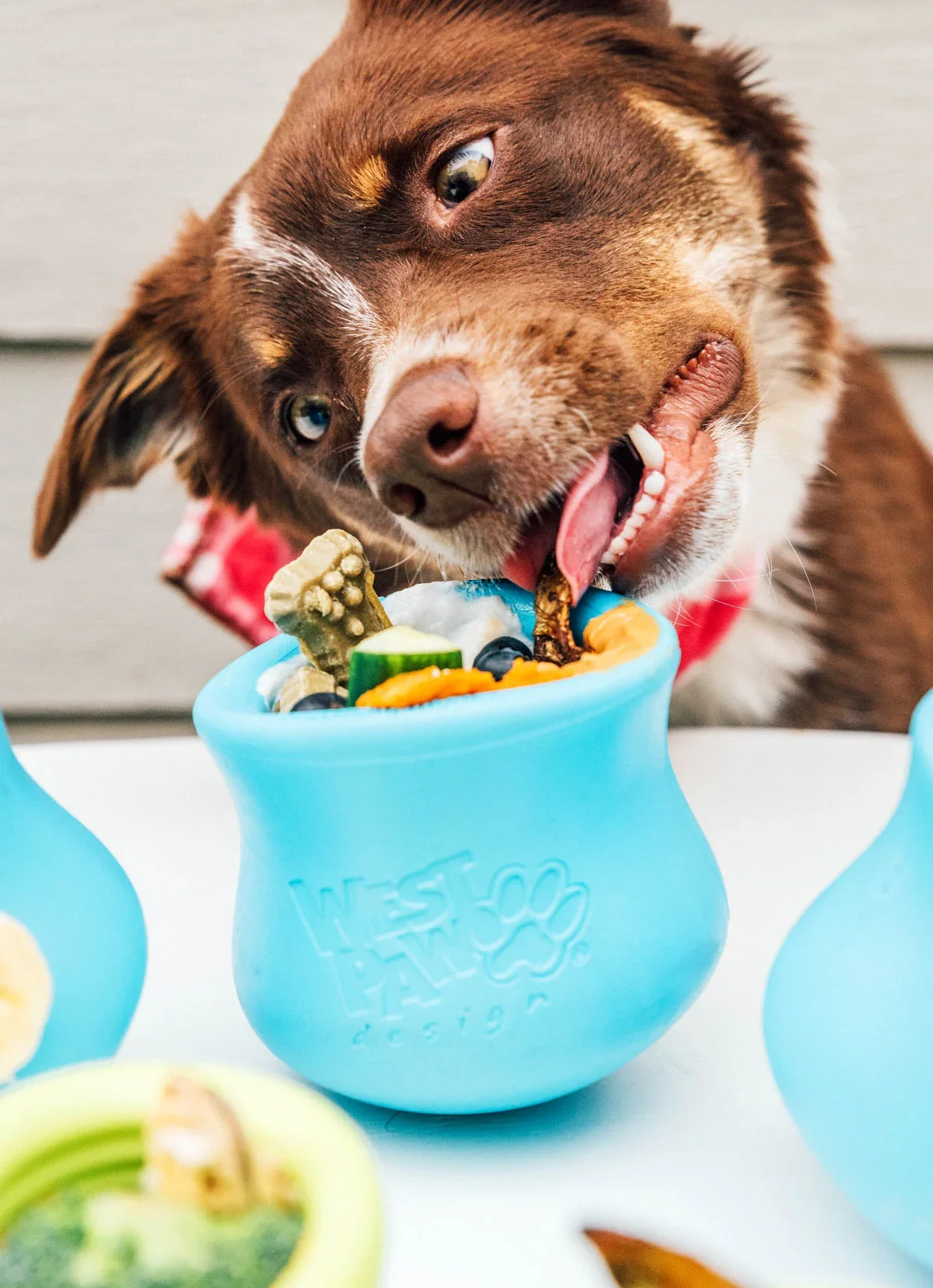 Pup Culture Brain Builder Plan (5 Toys)