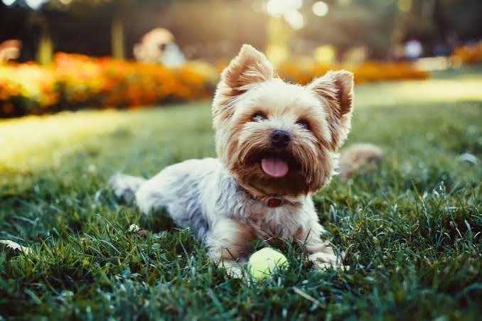 Small Dog Play Group September 20th (Drop In)