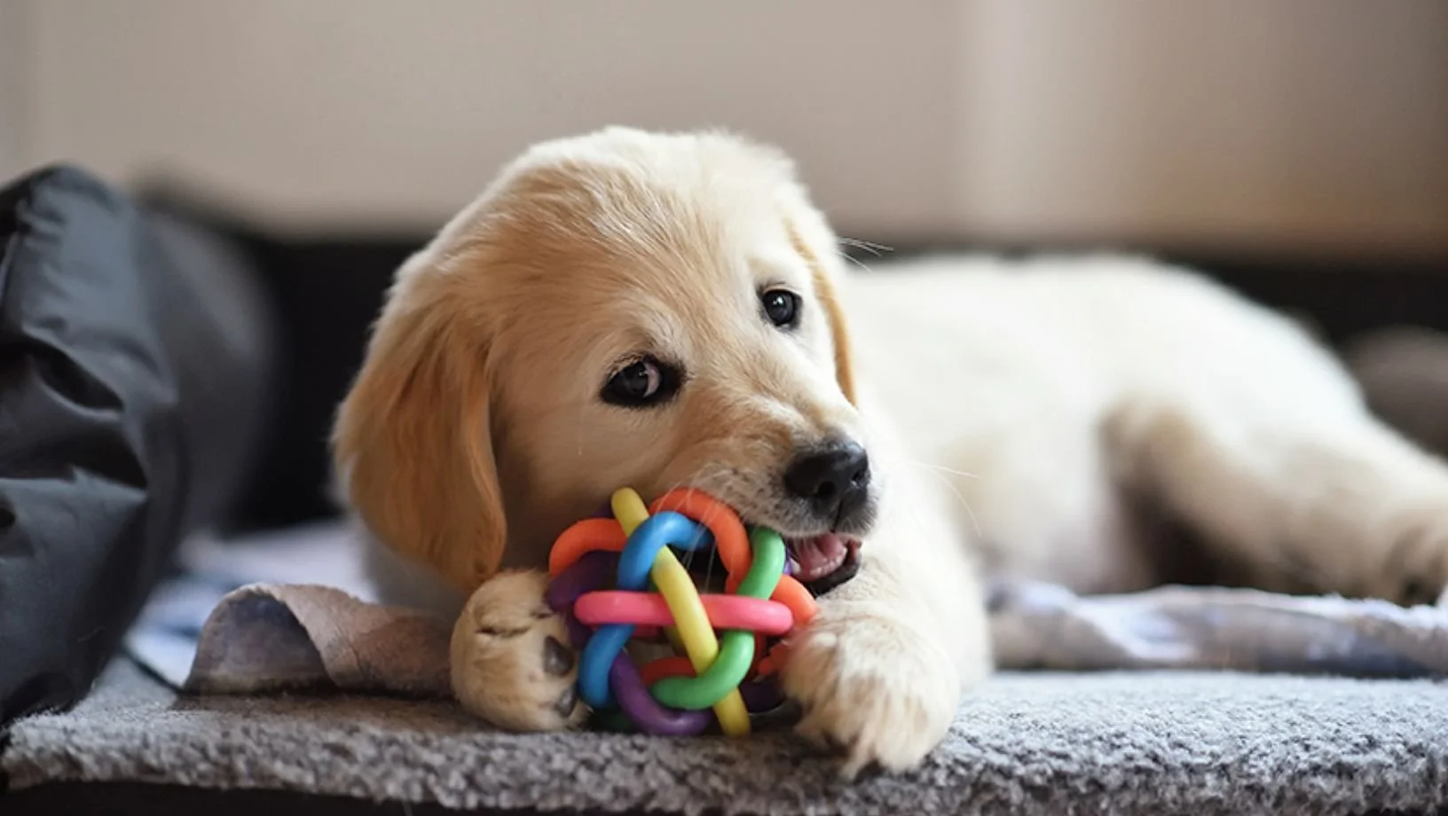 Puppy class.jpg