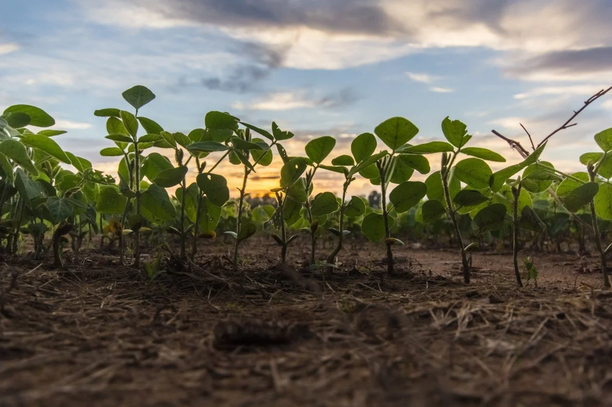 Meet the Team at HDFFA!