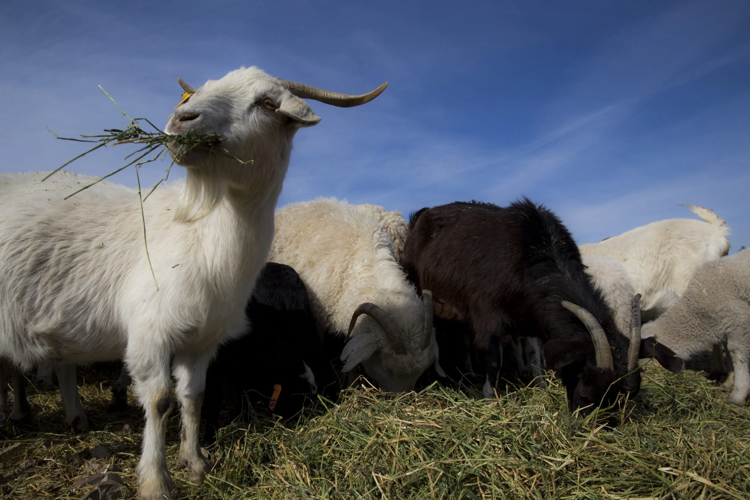 Thoughts from a Central Oregon Rancher