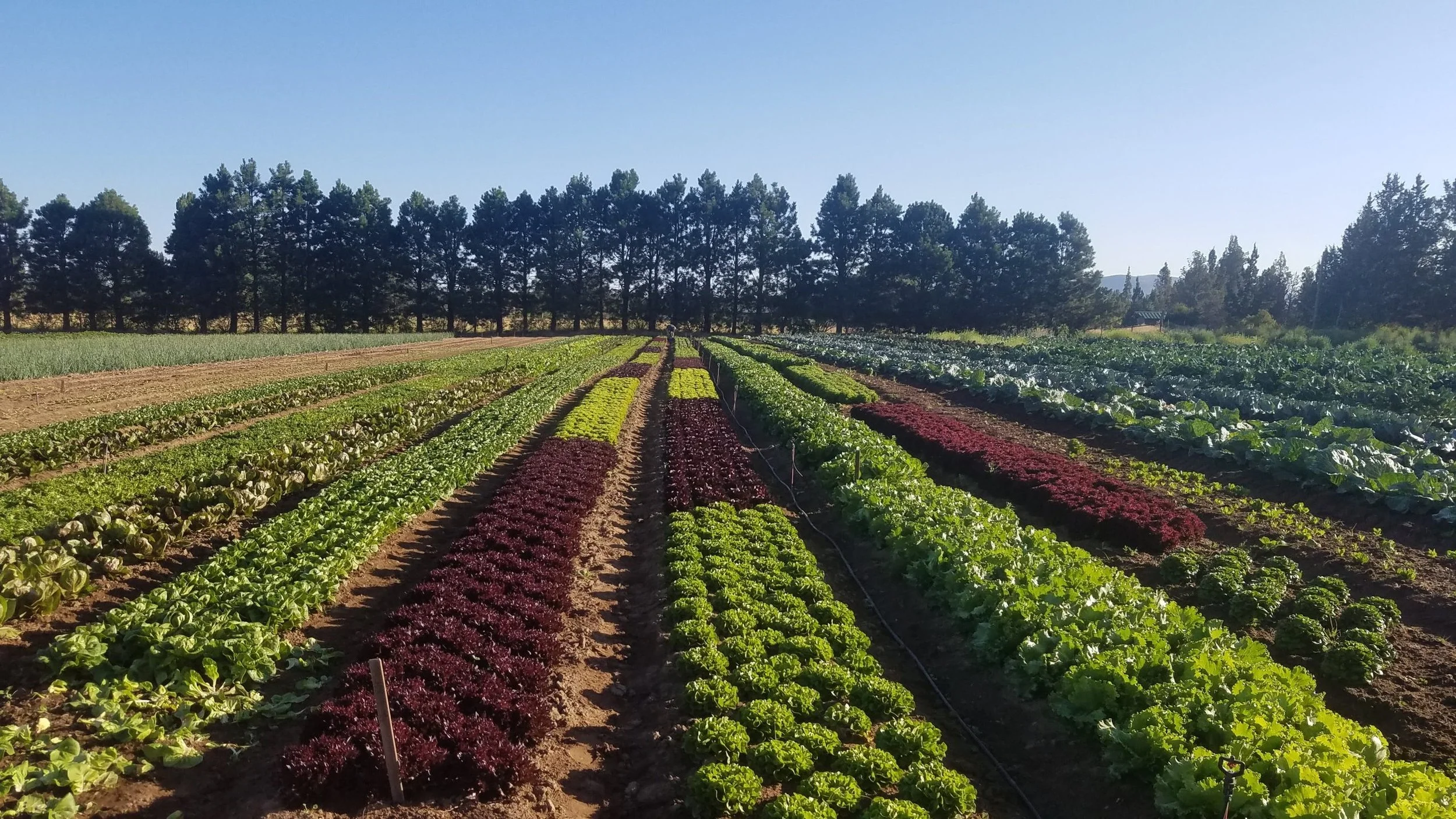 Farming in Central Oregon, by Megan French