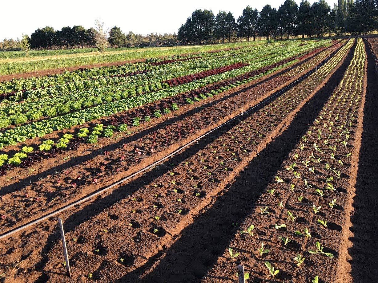 From the Field: Increasing Food Access through CSA by Megan French of Boundless Farmstead